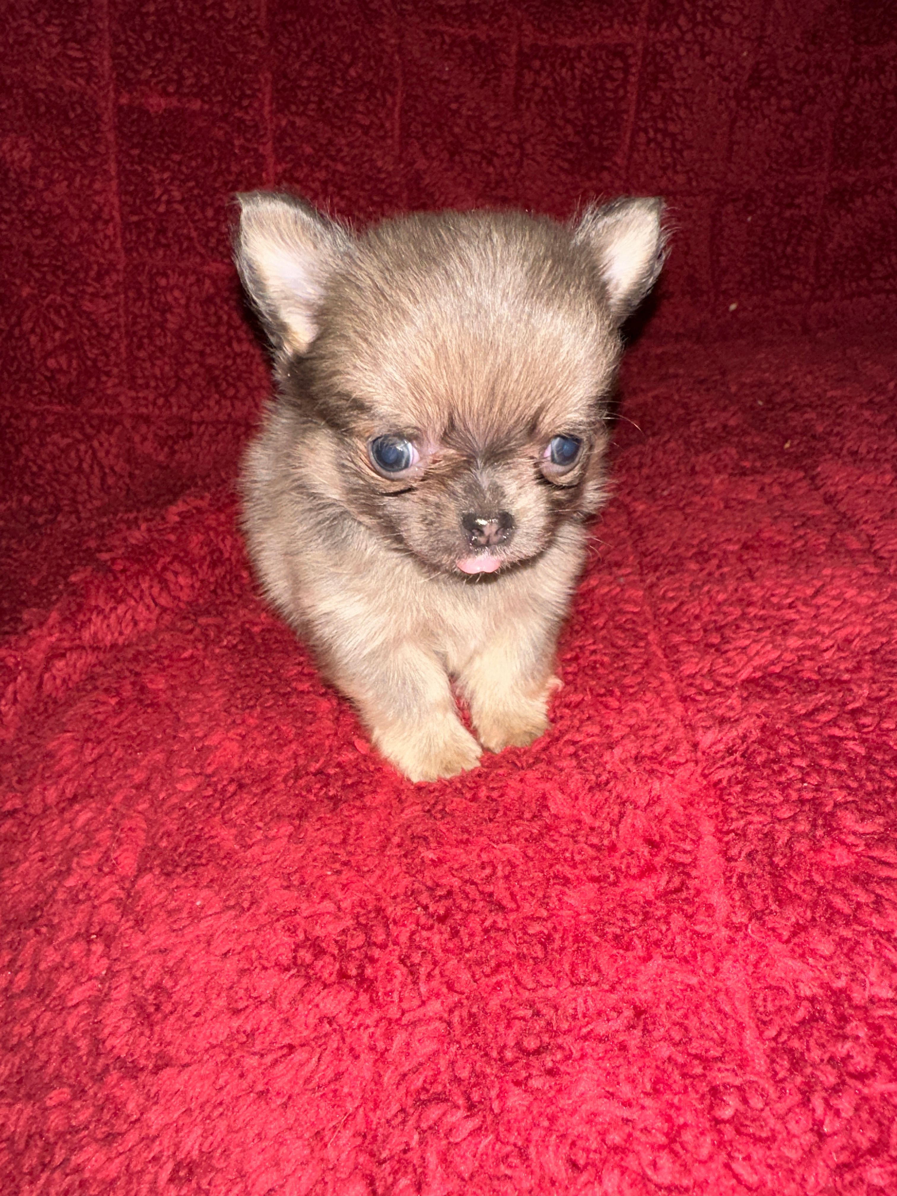 River boy 3 – Chihuahua puppy for sale in Louisa, VA