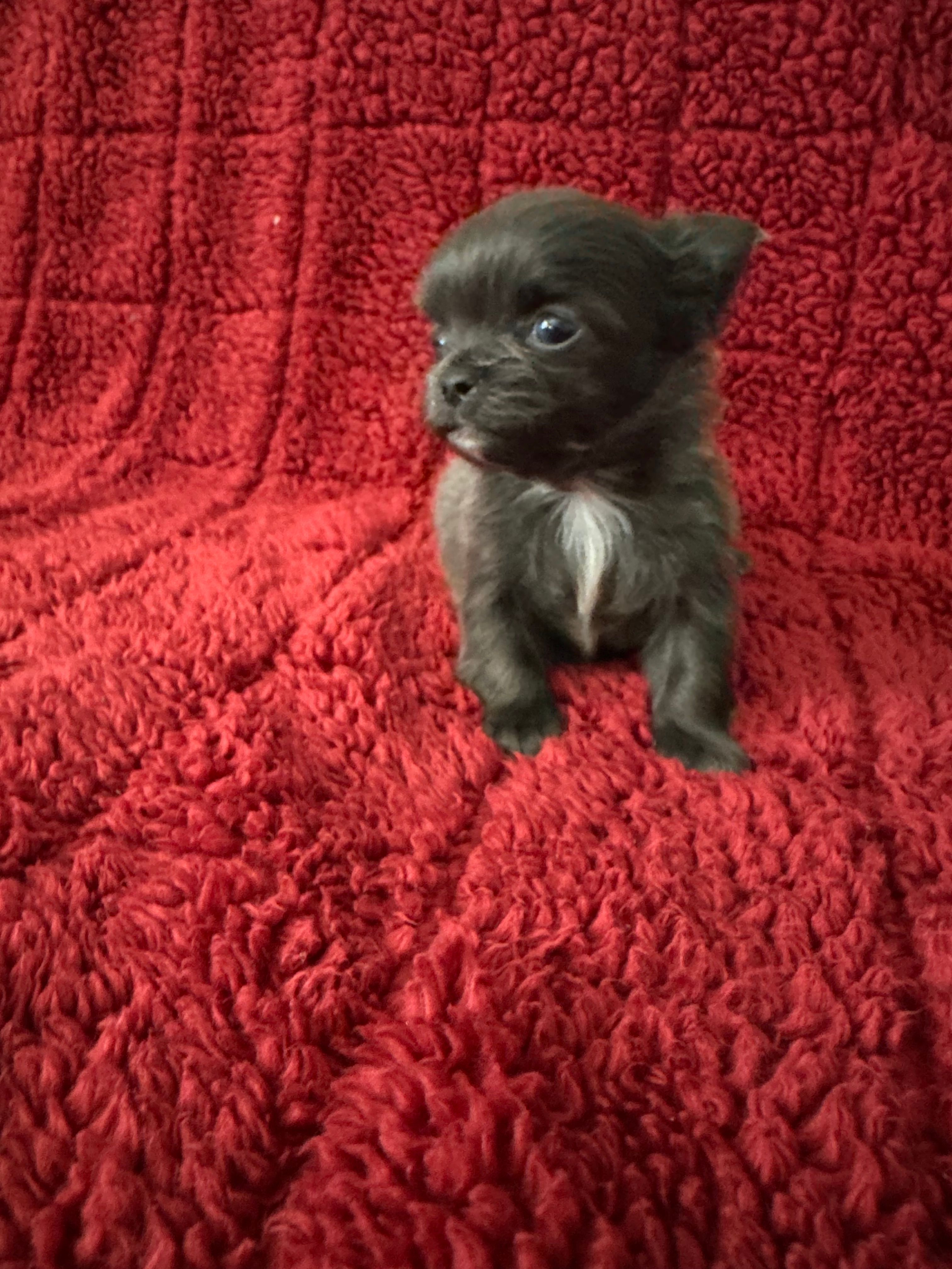 River boy 3 – Chihuahua puppy for sale in Louisa, VA