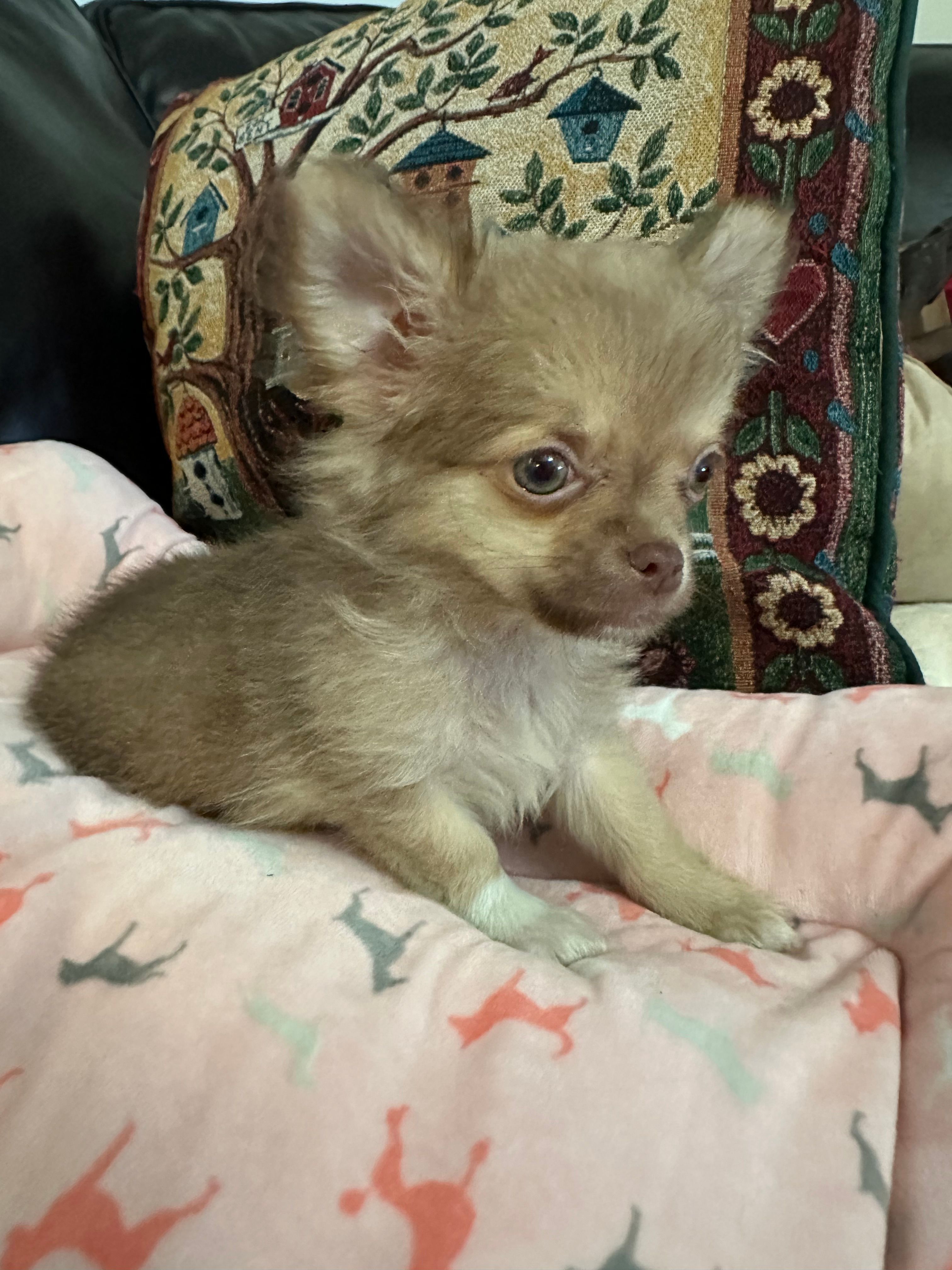 River boy 1 – Chihuahua puppy for sale in Louisa, VA
