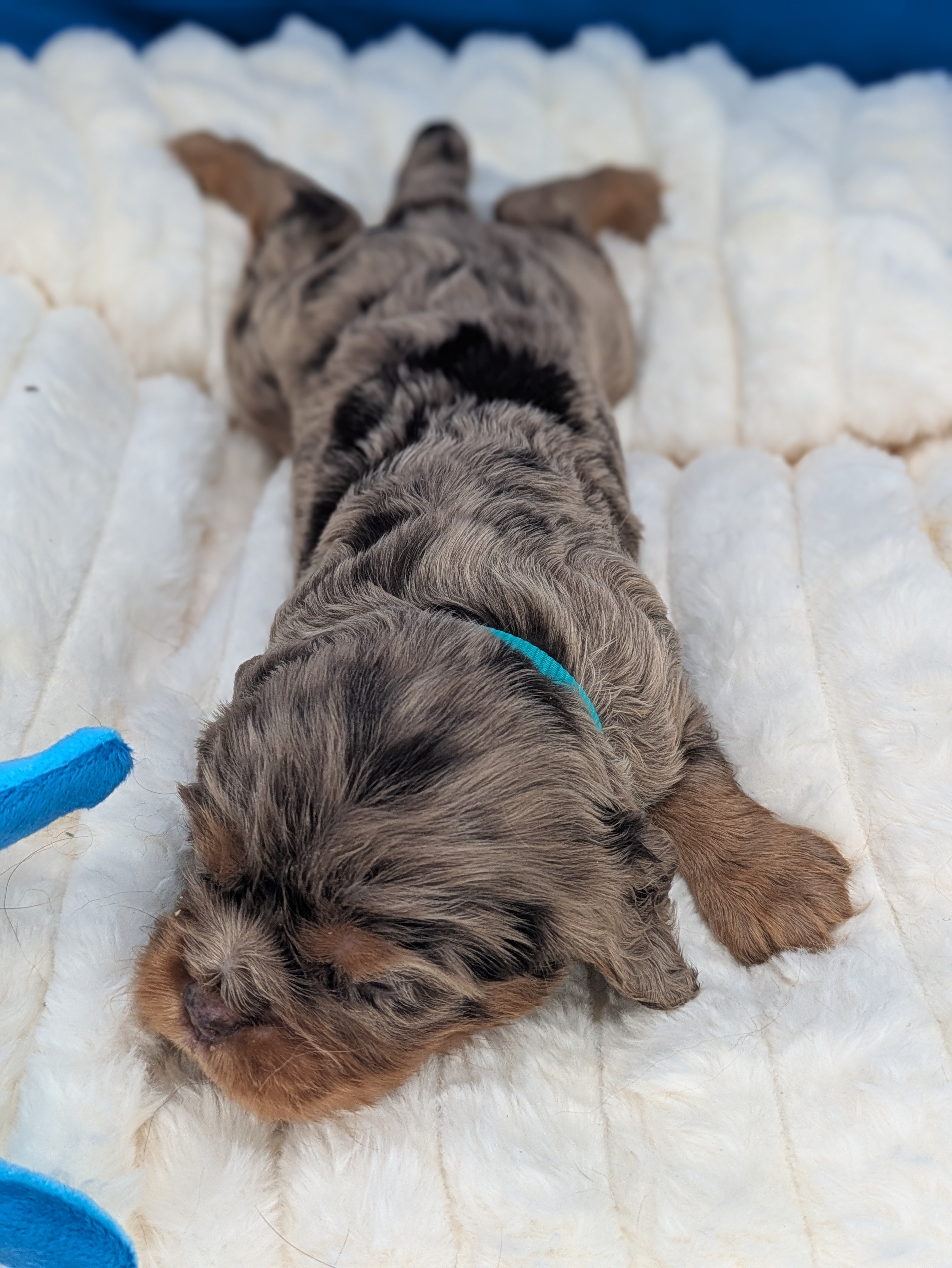 Mojito  – Cavalier King Charles Spaniel puppy for sale in Carrollton, KY