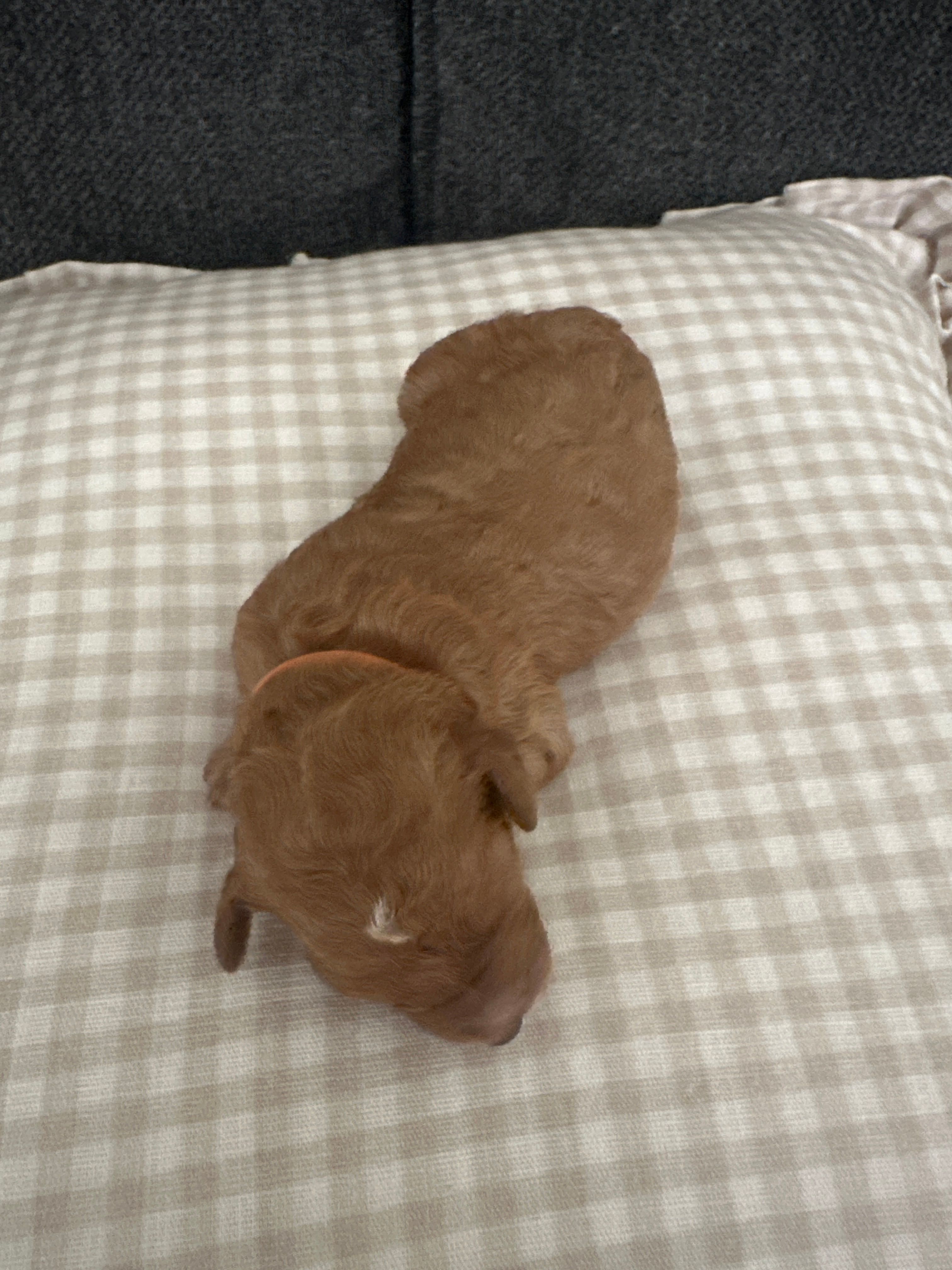 Orange collar male – Goldendoodle puppy for sale in Easley, SC