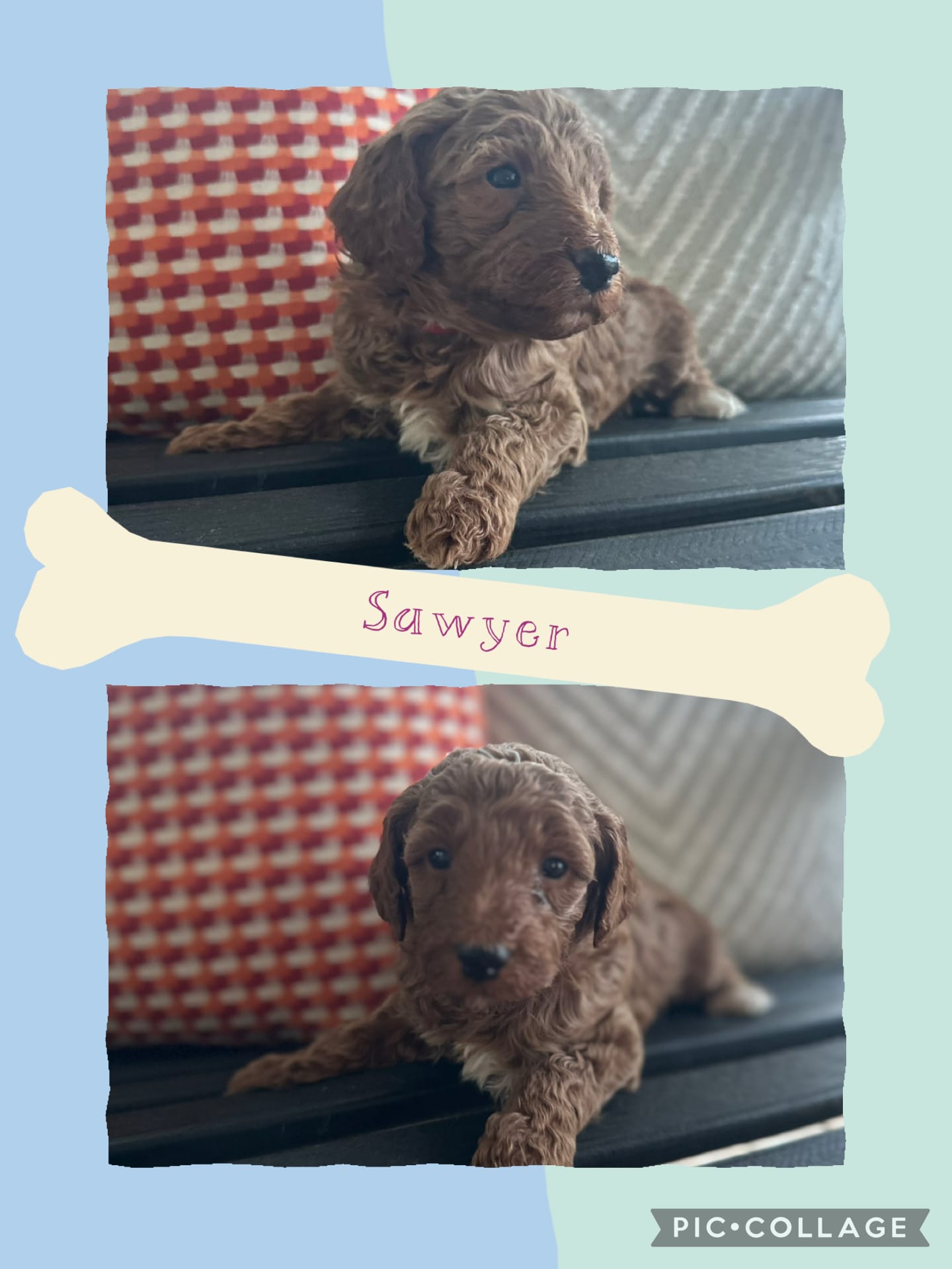 Sawyer – Goldendoodle puppy for sale in Easley, SC