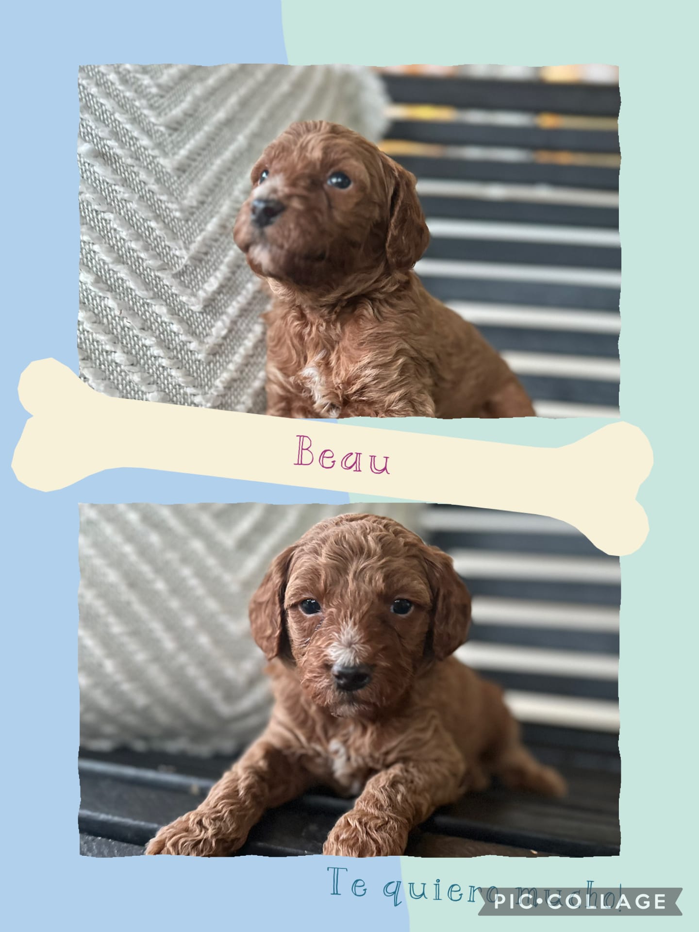 Beau – Goldendoodle puppy for sale in Easley, SC