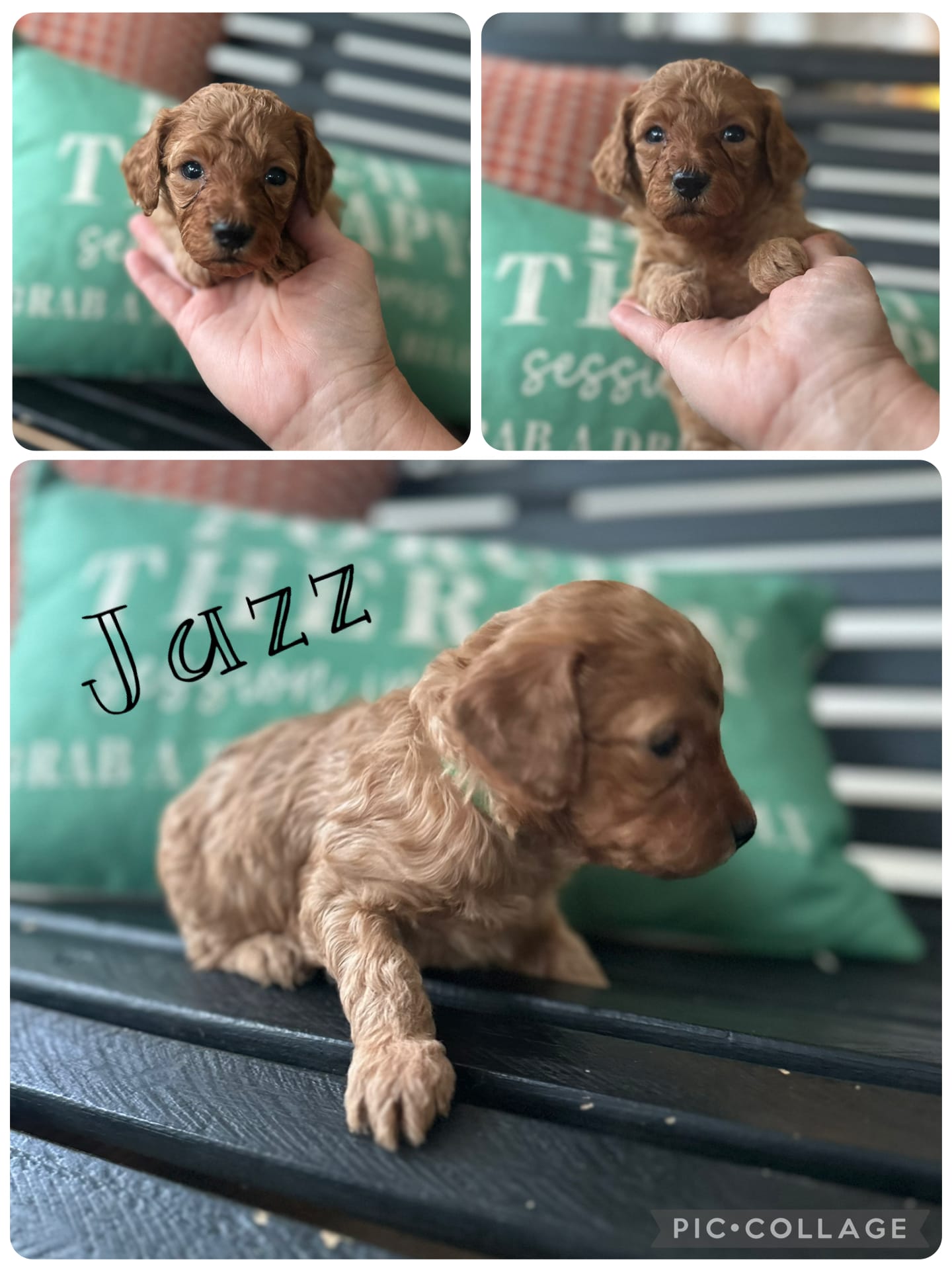 Jazz – Goldendoodle puppy for sale in Easley, SC