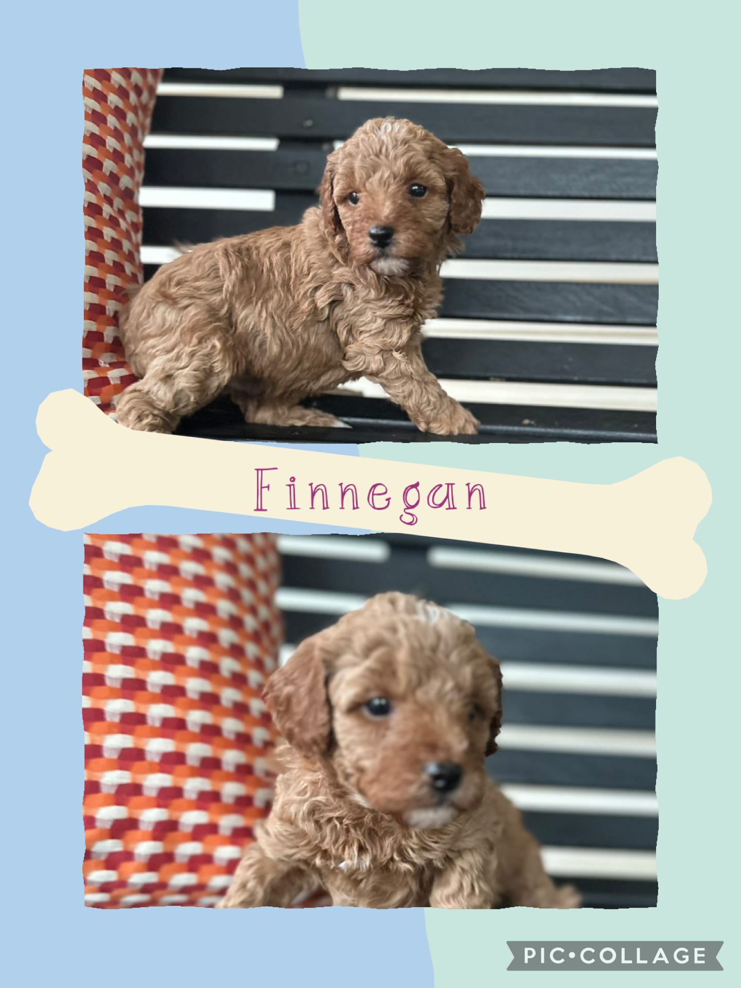 Finnegan – Goldendoodle puppy for sale in Easley, SC