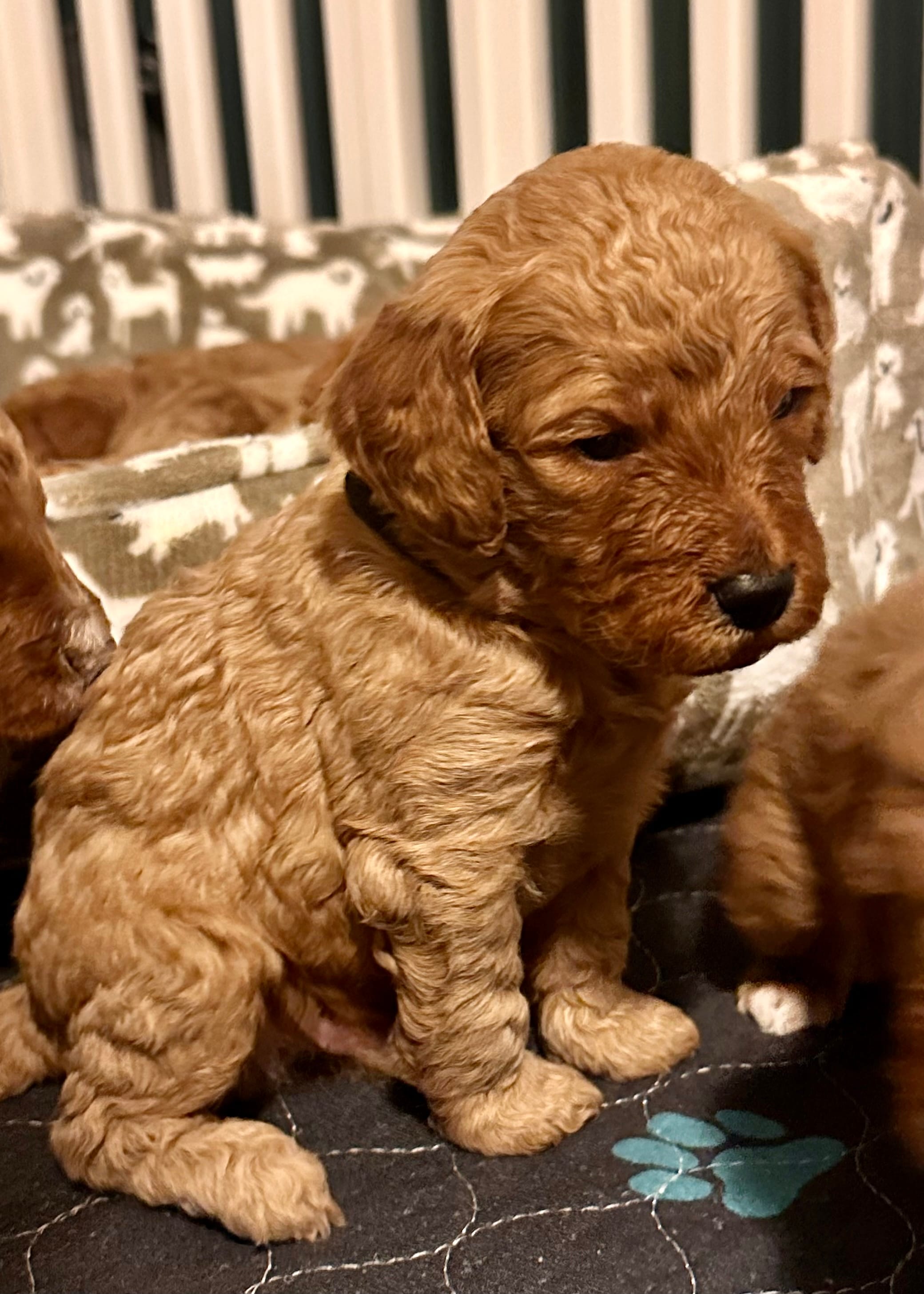 Tanner – Goldendoodle puppy for sale in Easley, SC