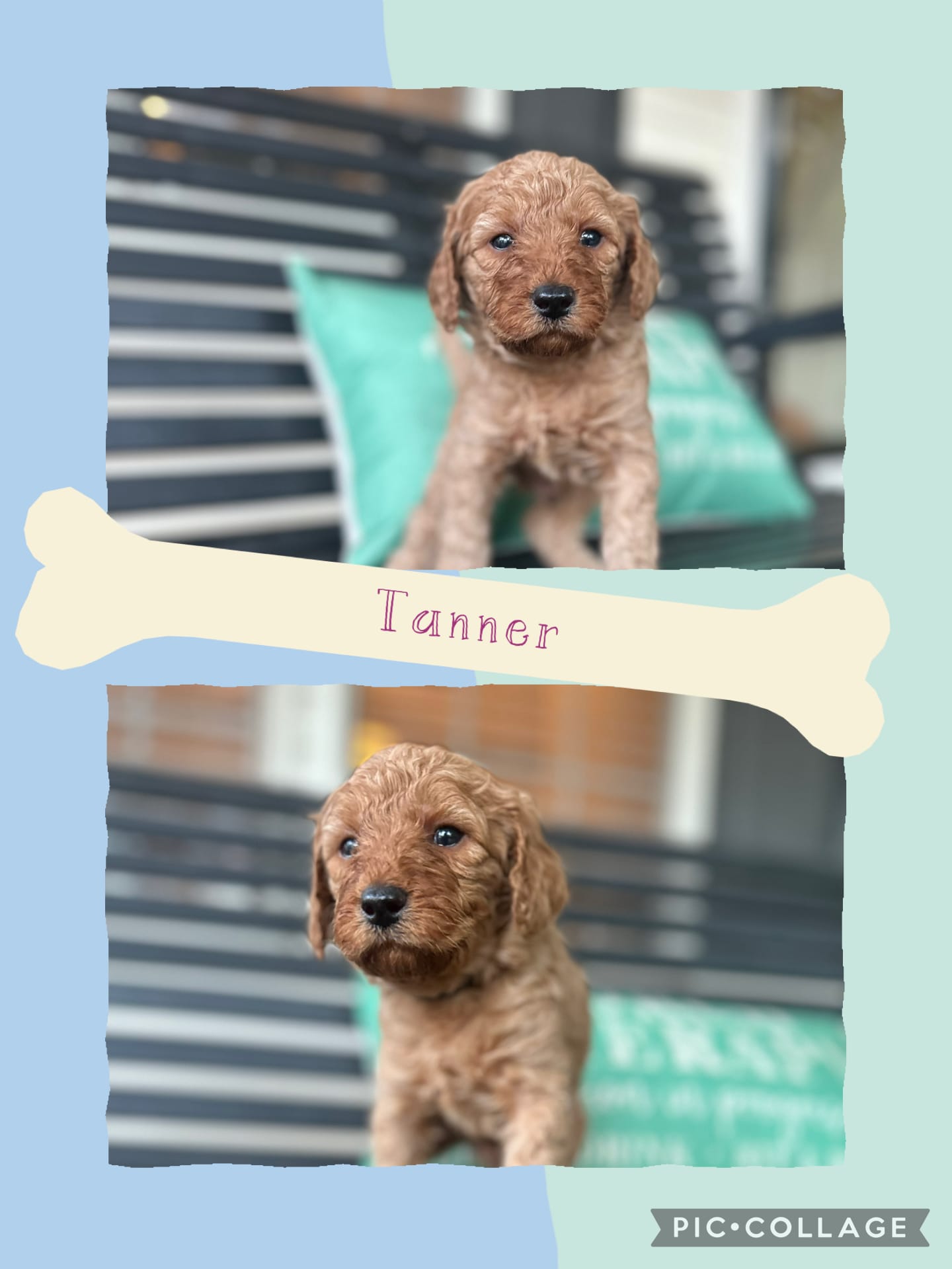 Tanner – Goldendoodle puppy for sale in Easley, SC