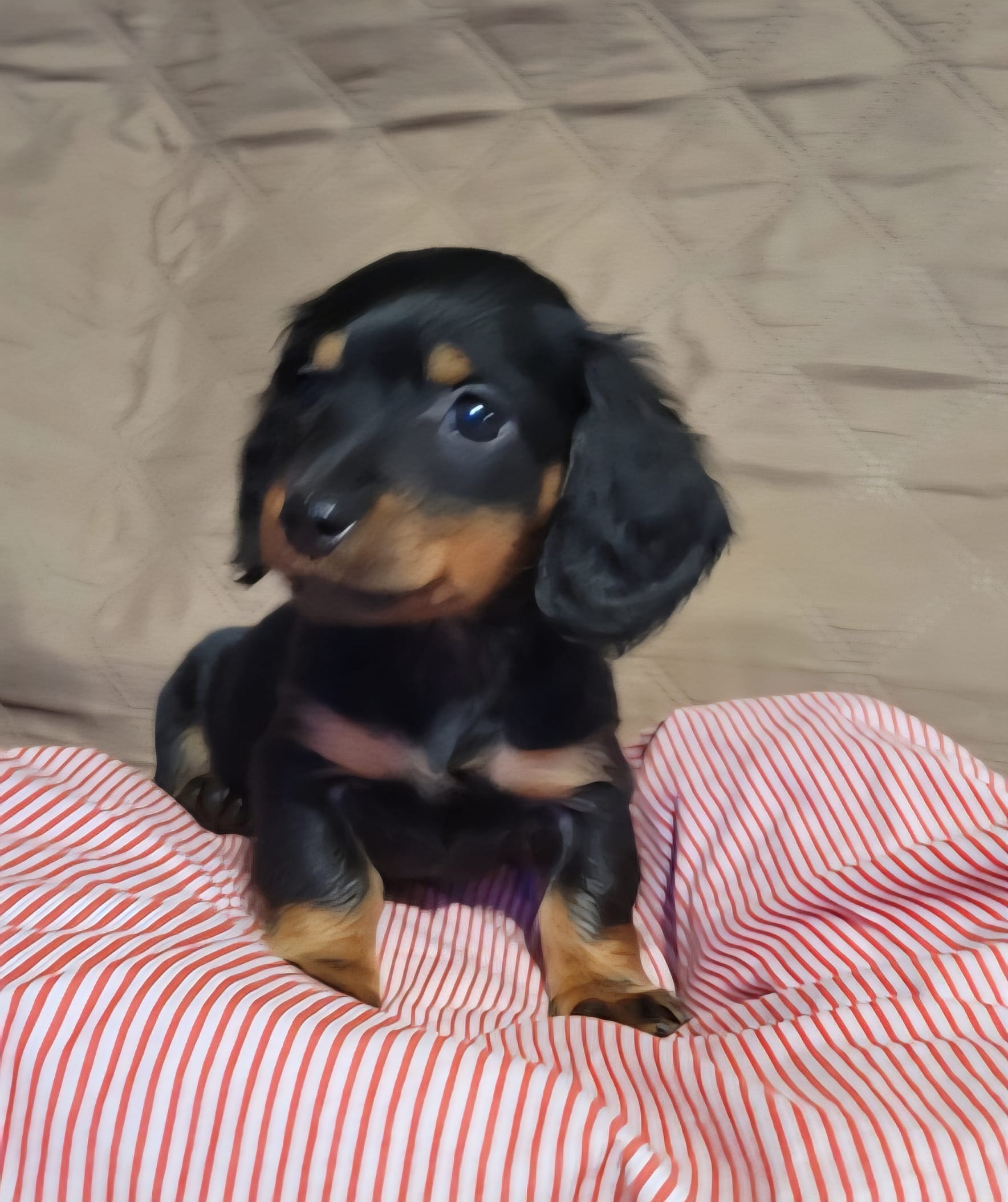 Benny – Miniature Dachshund puppy for sale in Willow Springs, MO