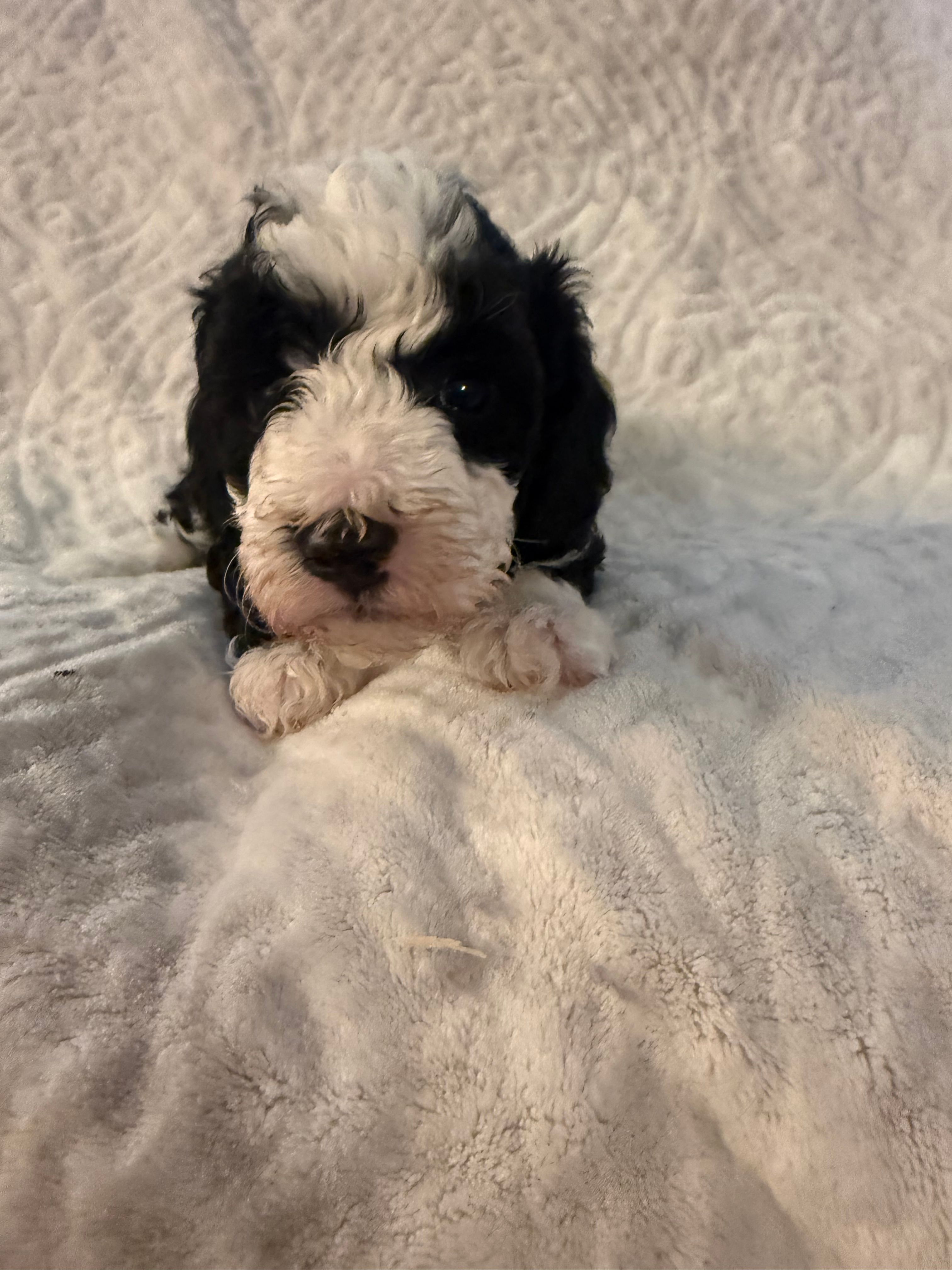 Greta  – Bernese Mountain Dog, Poodle - Toy  puppy for sale in Iowa Falls, IA