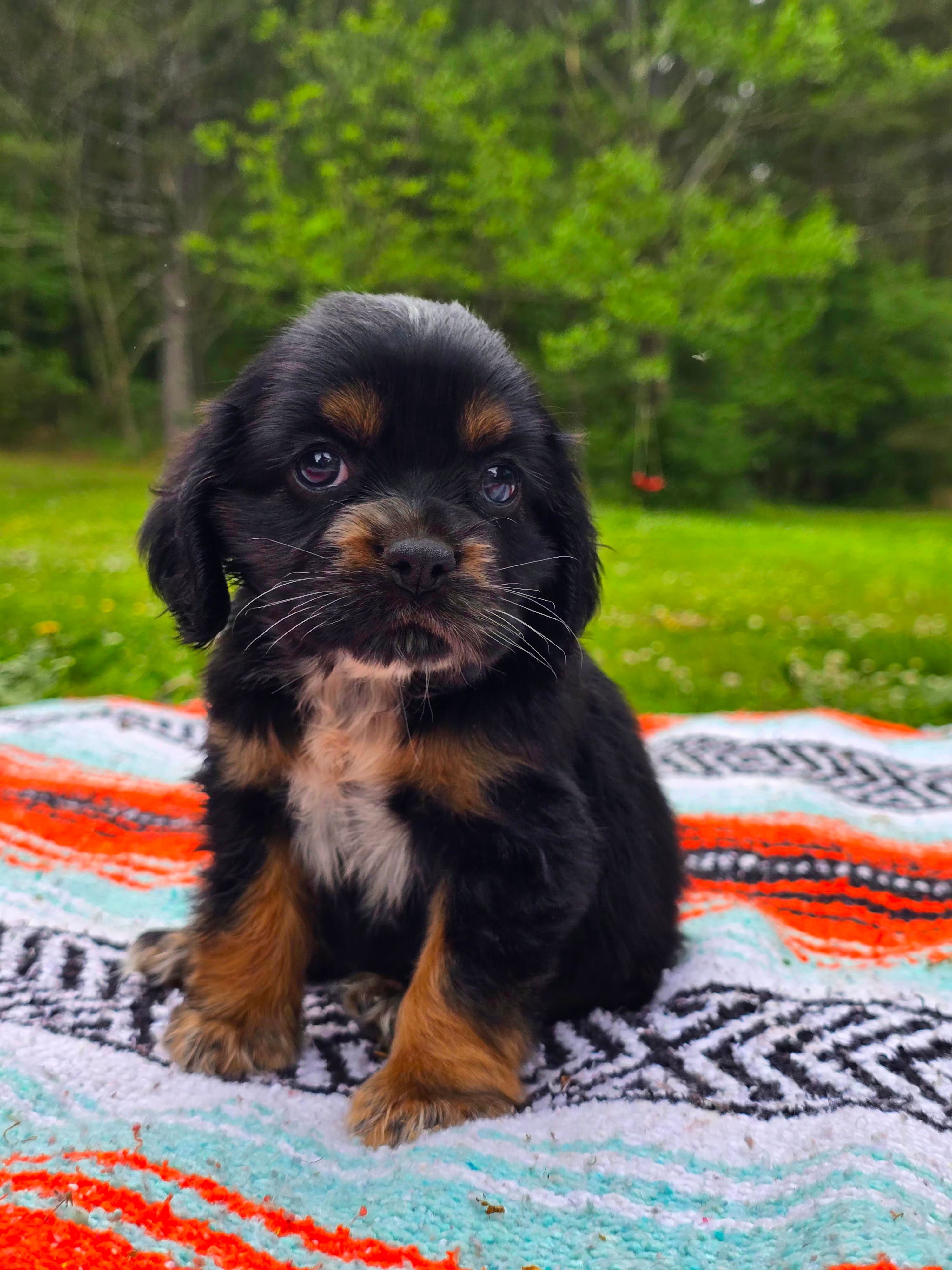 Daisy – Cocker Spaniel puppy for sale in Hanceville, AL
