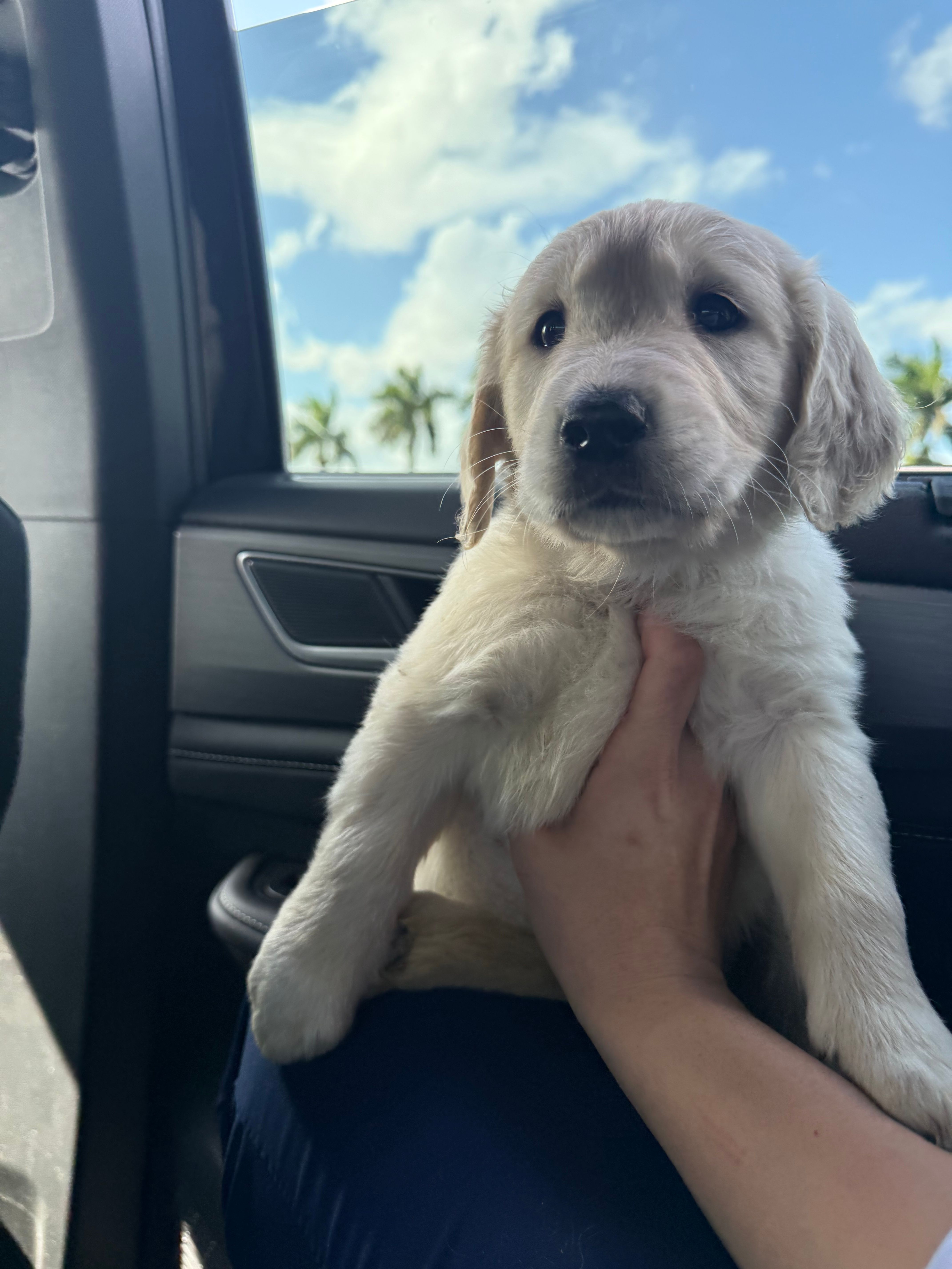 Lily  – Golden Retriever puppy for sale in Davie, FL