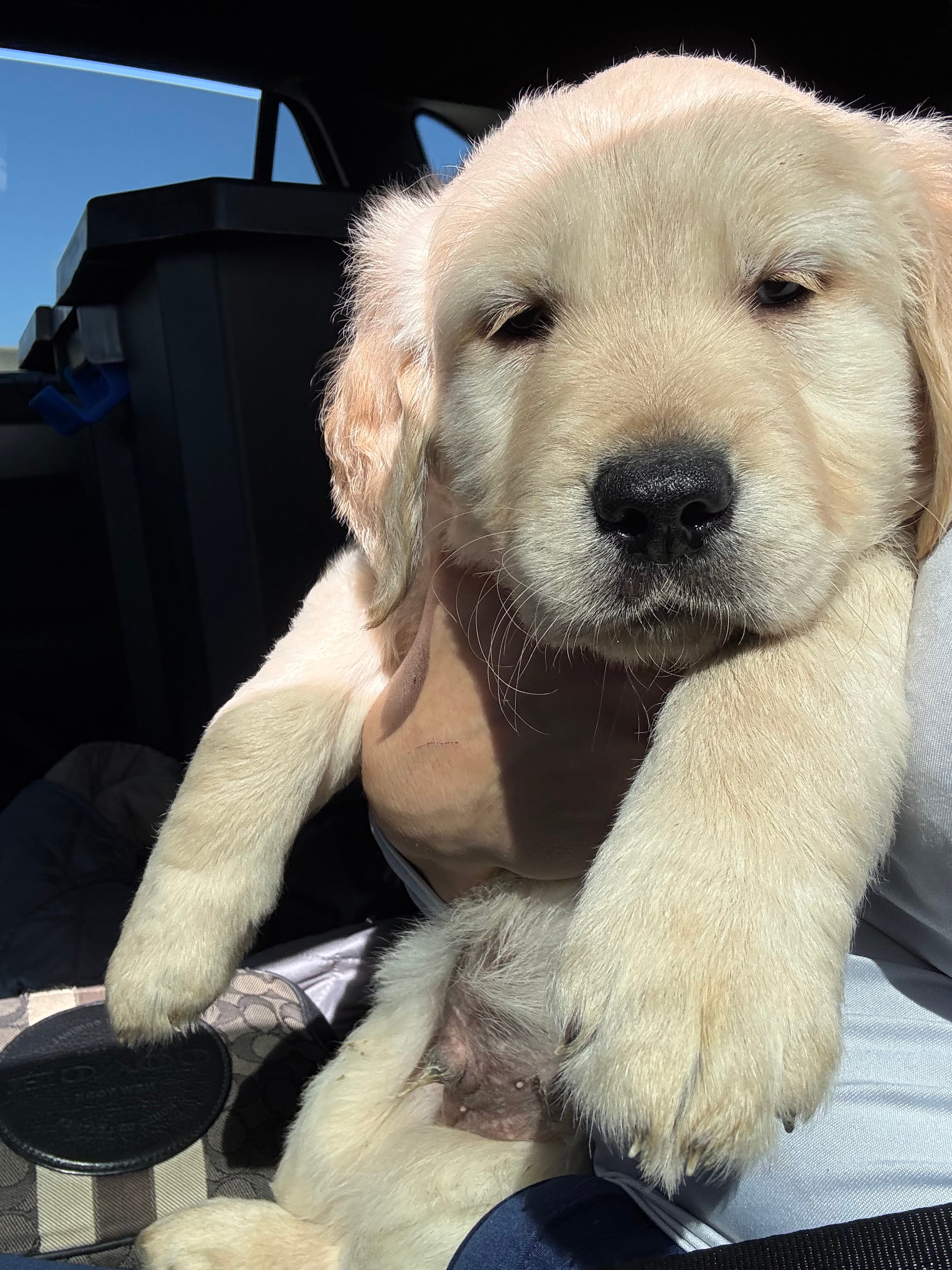 Bear – Golden Retriever puppy for sale in Davie, FL