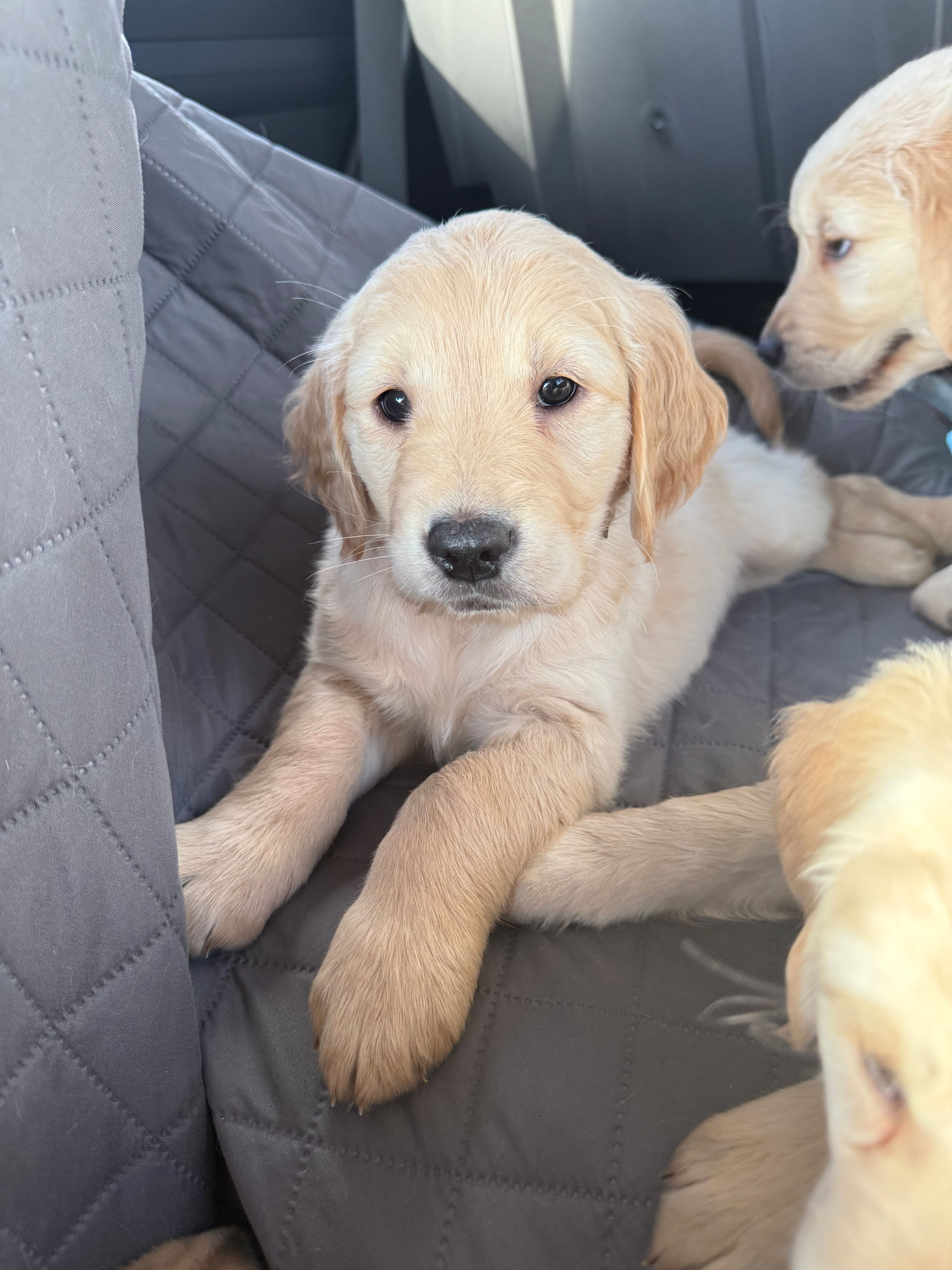 Paige – Golden Retriever puppy for sale in Davie, FL