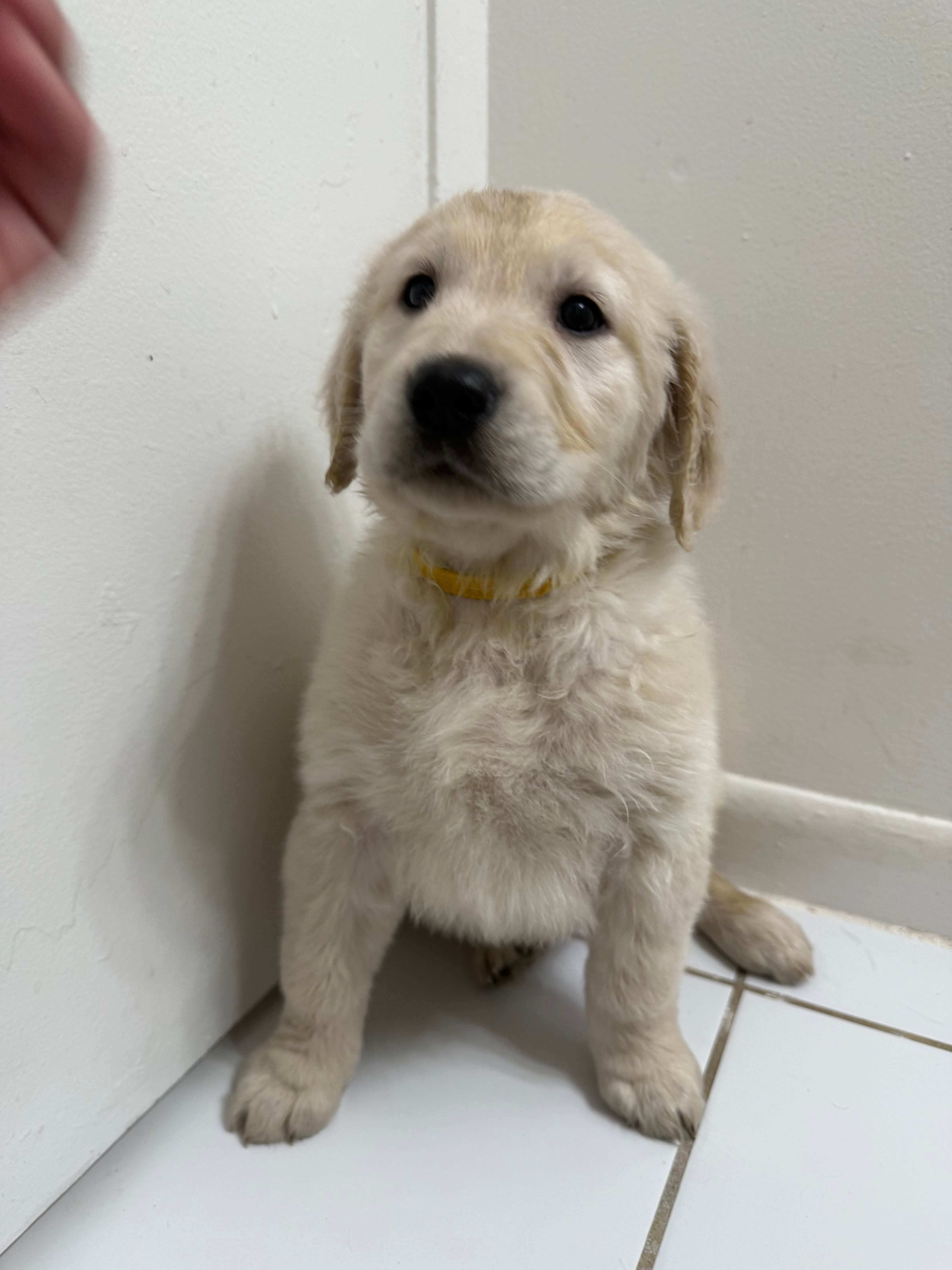 Lily  – Golden Retriever puppy for sale in Davie, FL