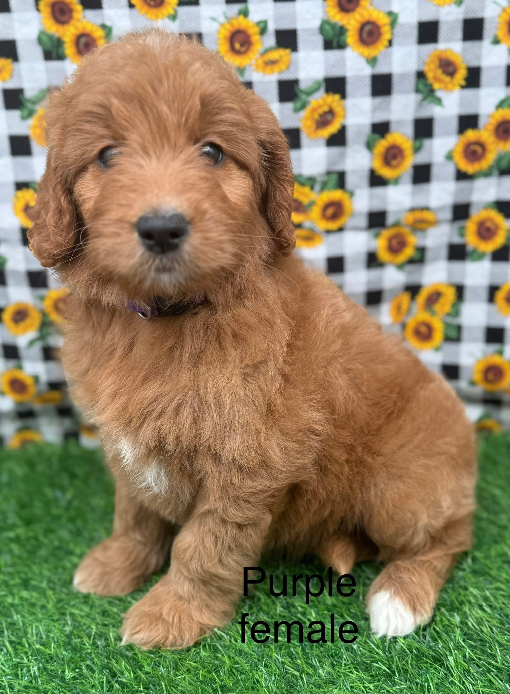 Medium F1 – Goldendoodle puppy for sale in Canaan, ME