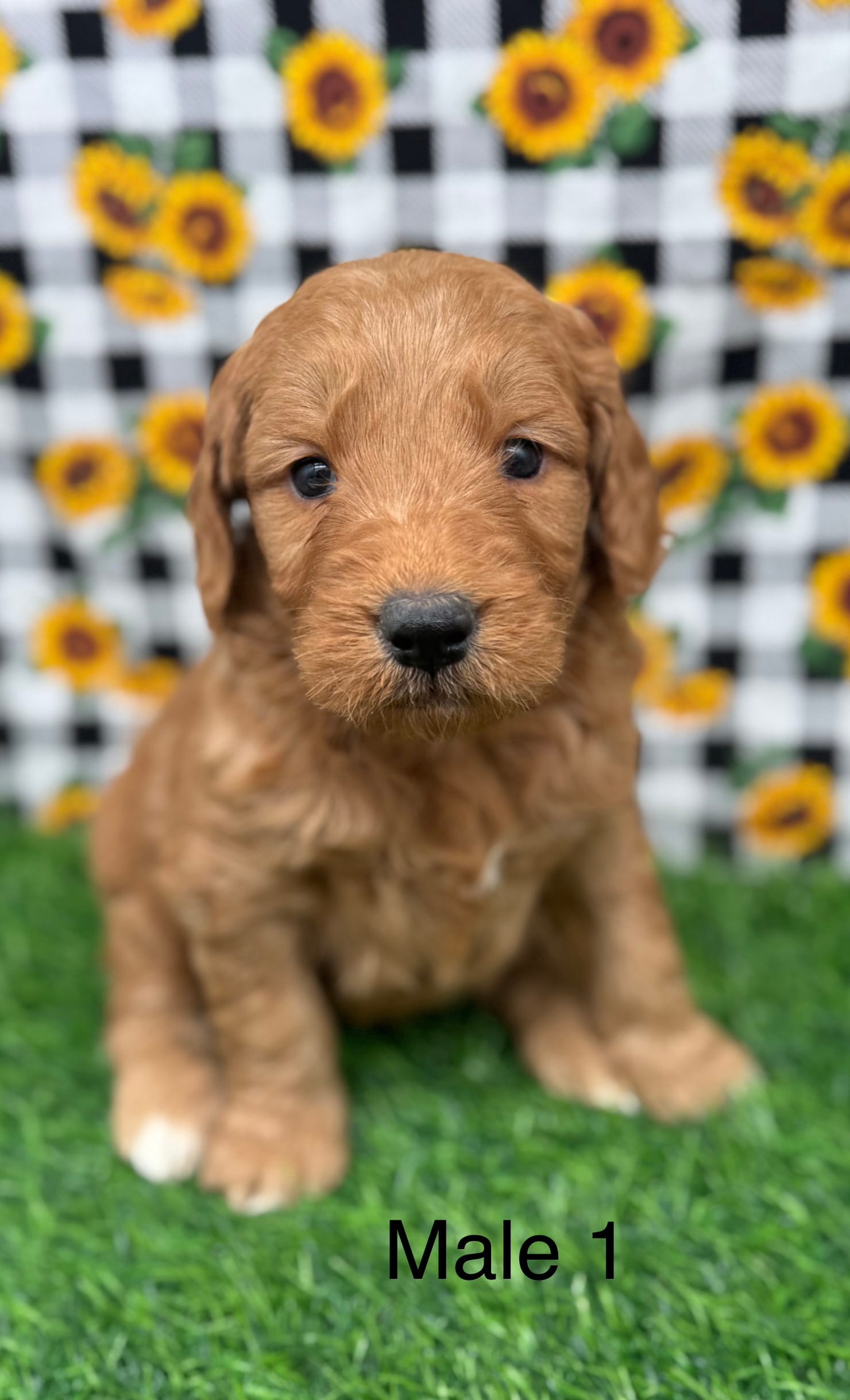 Romeo – Goldendoodle puppy for sale in Canaan, ME