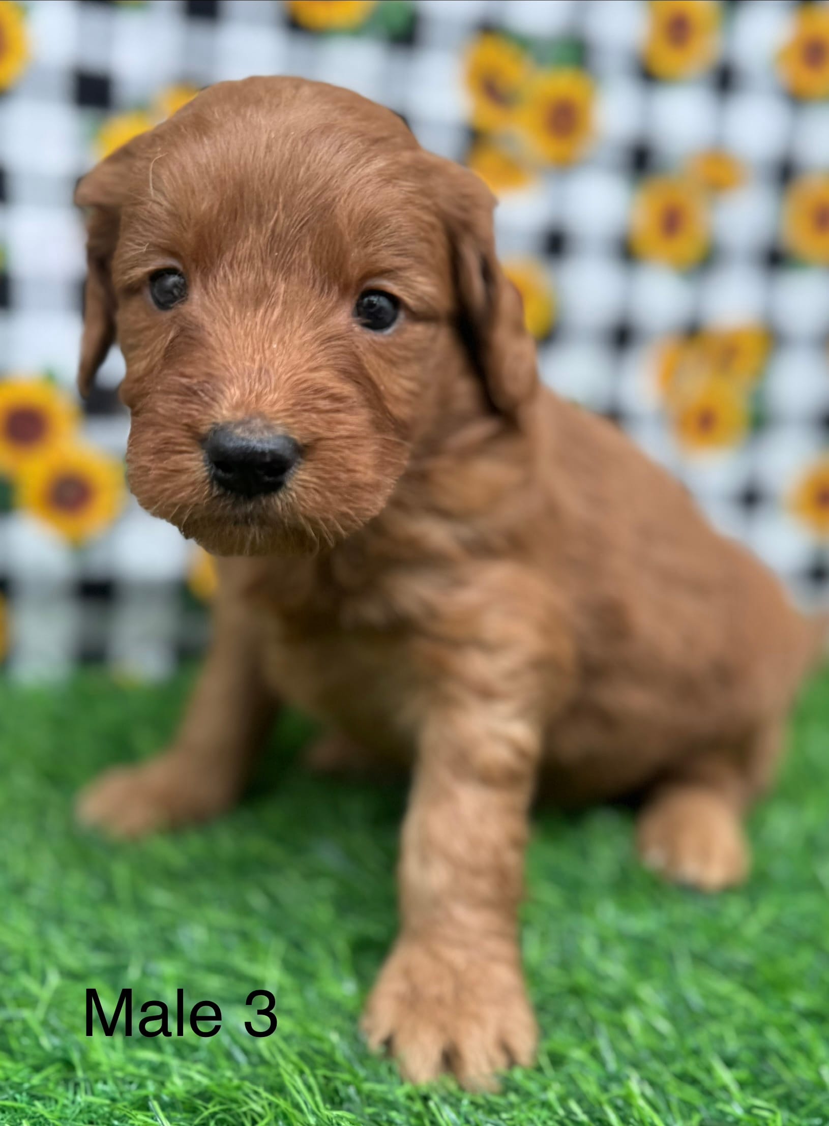 Harper – Goldendoodle puppy for sale in Canaan, ME