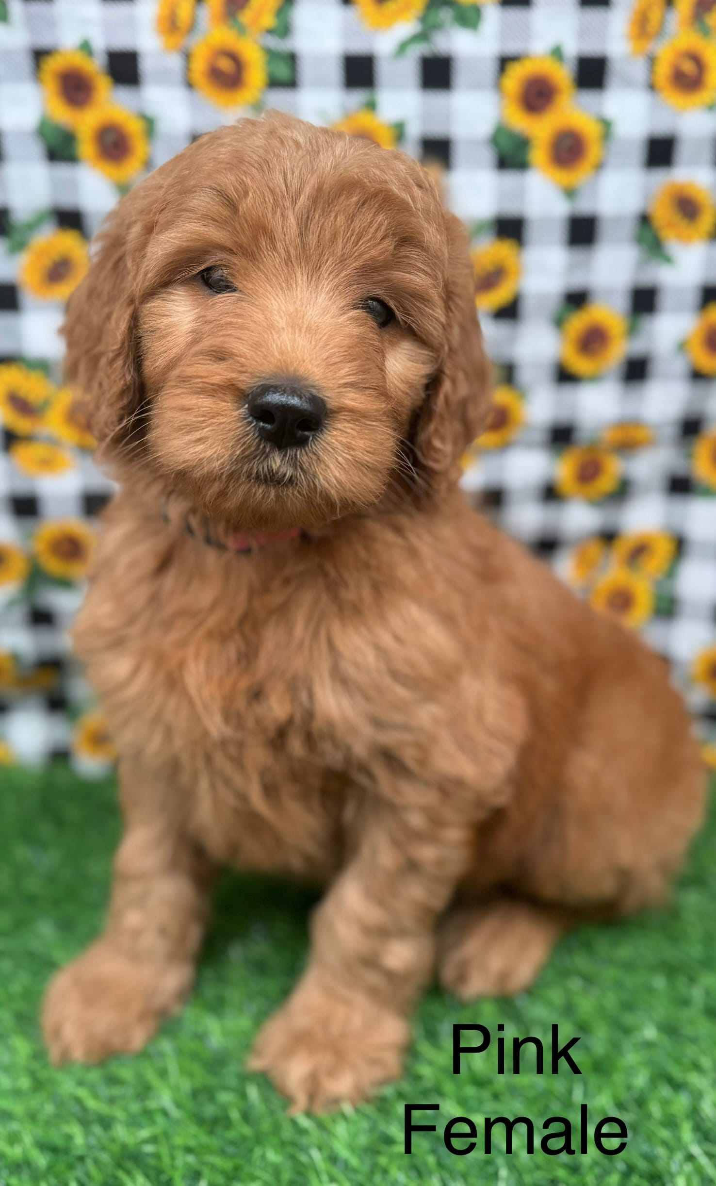 skipper – Goldendoodle puppy for sale in Canaan, ME
