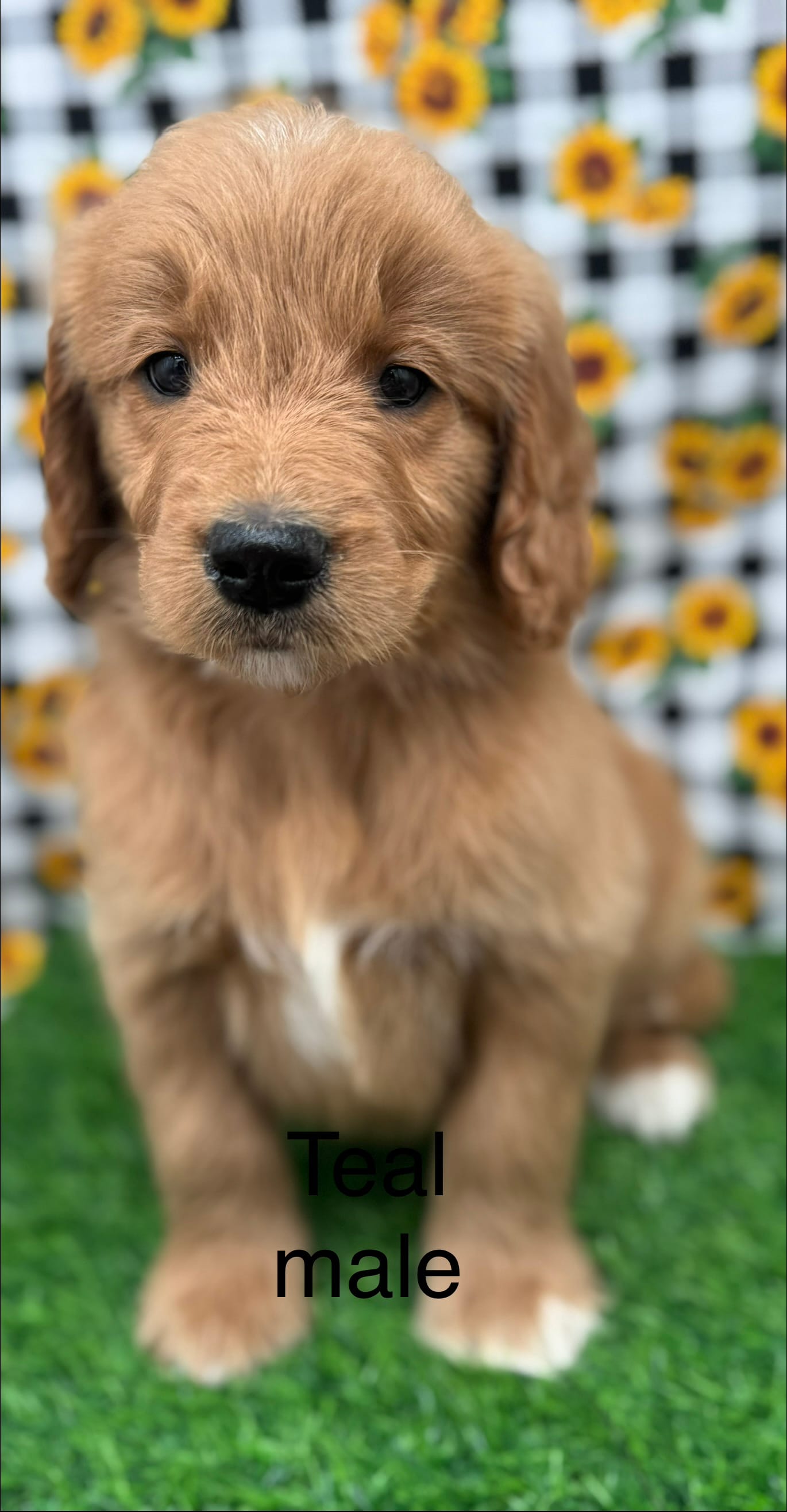 Tucker – Goldendoodle puppy for sale in Canaan, ME