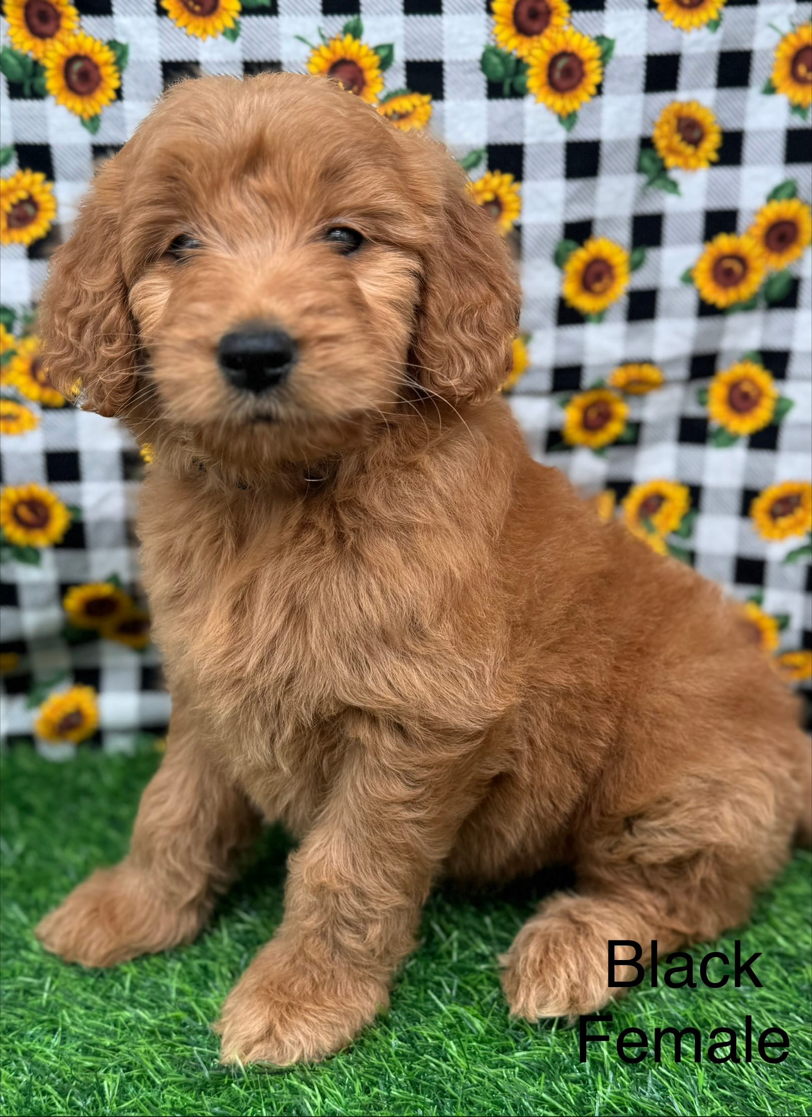 Surry – Goldendoodle puppy for sale in Canaan, ME