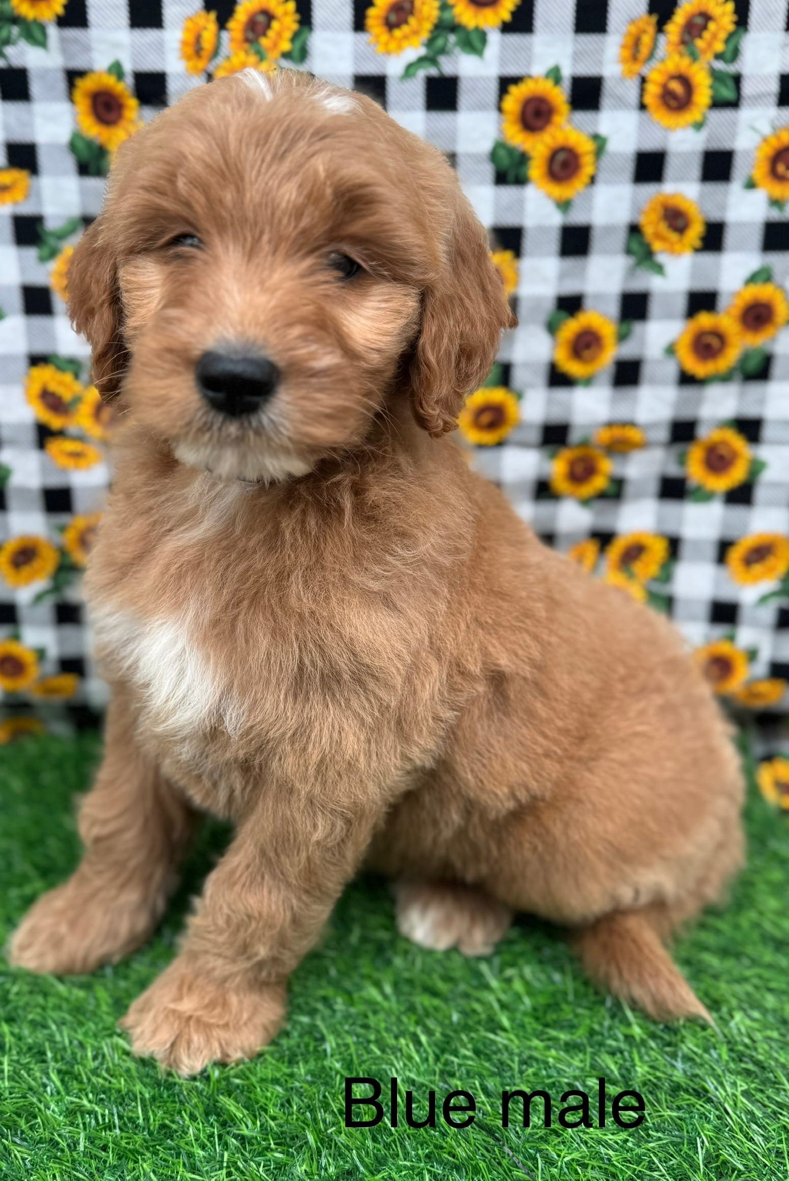 Tracker – Goldendoodle puppy for sale in Canaan, ME