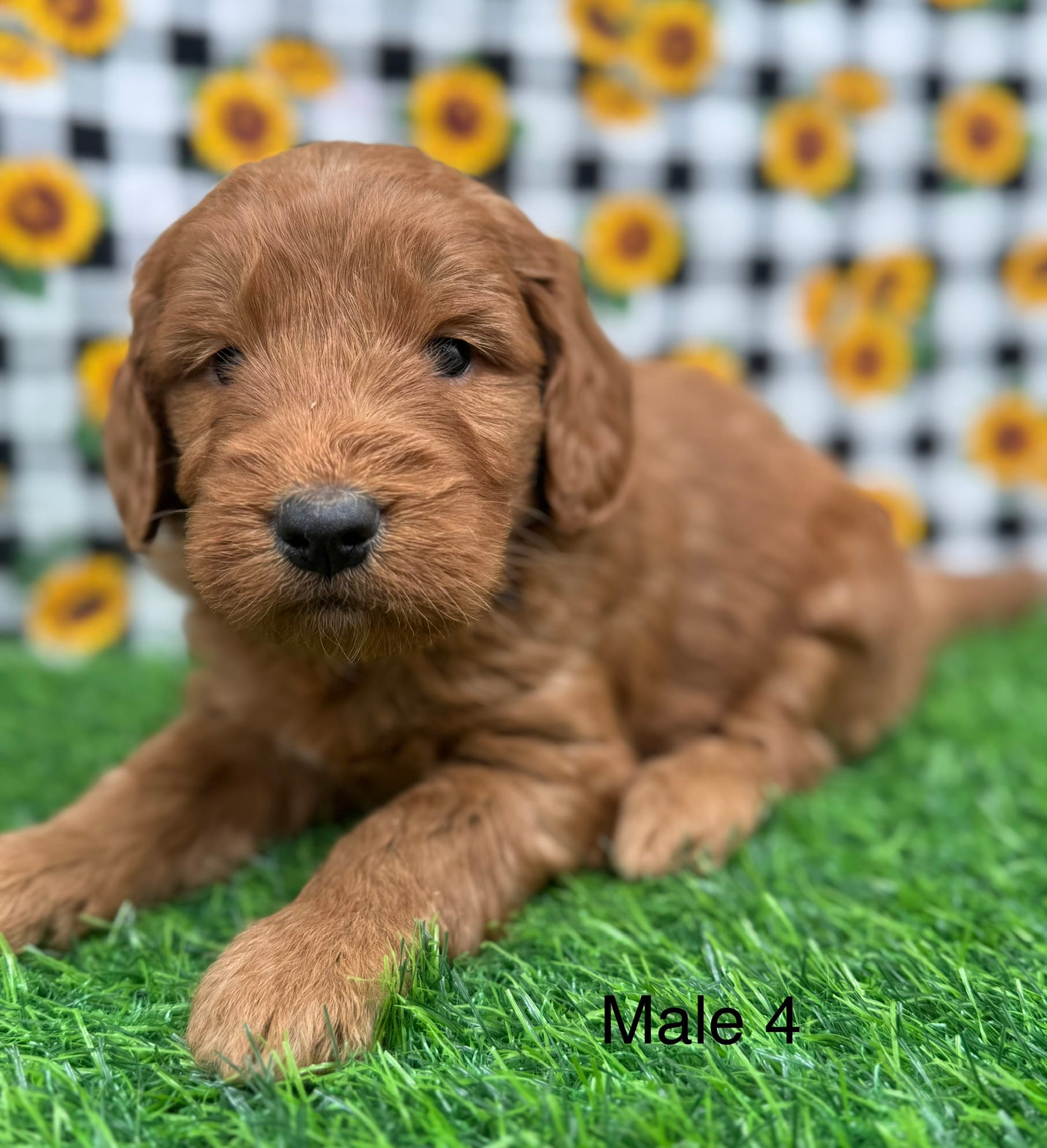 Cruz – Goldendoodle puppy for sale in Canaan, ME