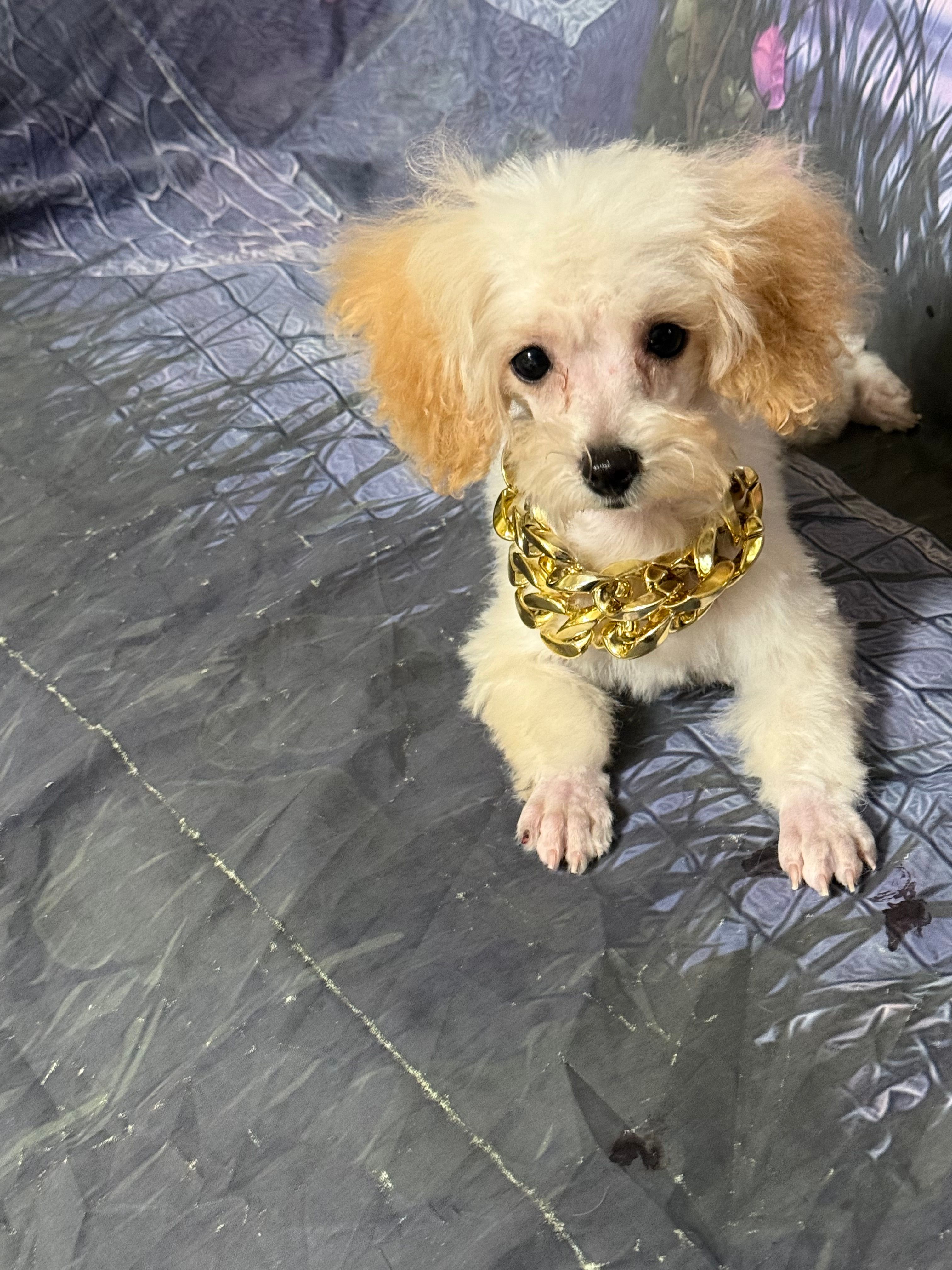 Marco – Poodle - Toy  puppy for sale in Pineville, LA