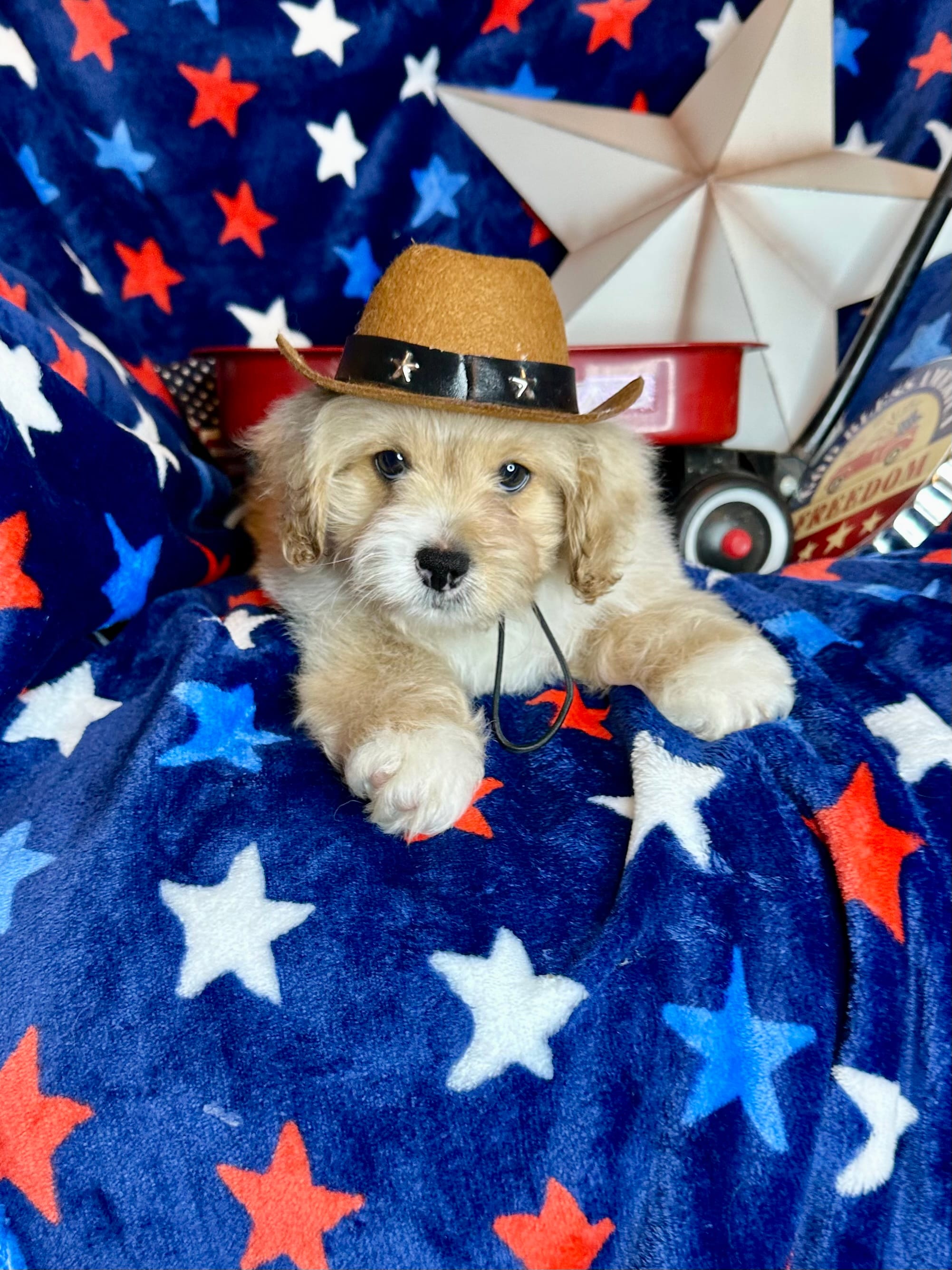 Winston – Pekingese, Poodle - Toy  puppy for sale in Godwin, NC