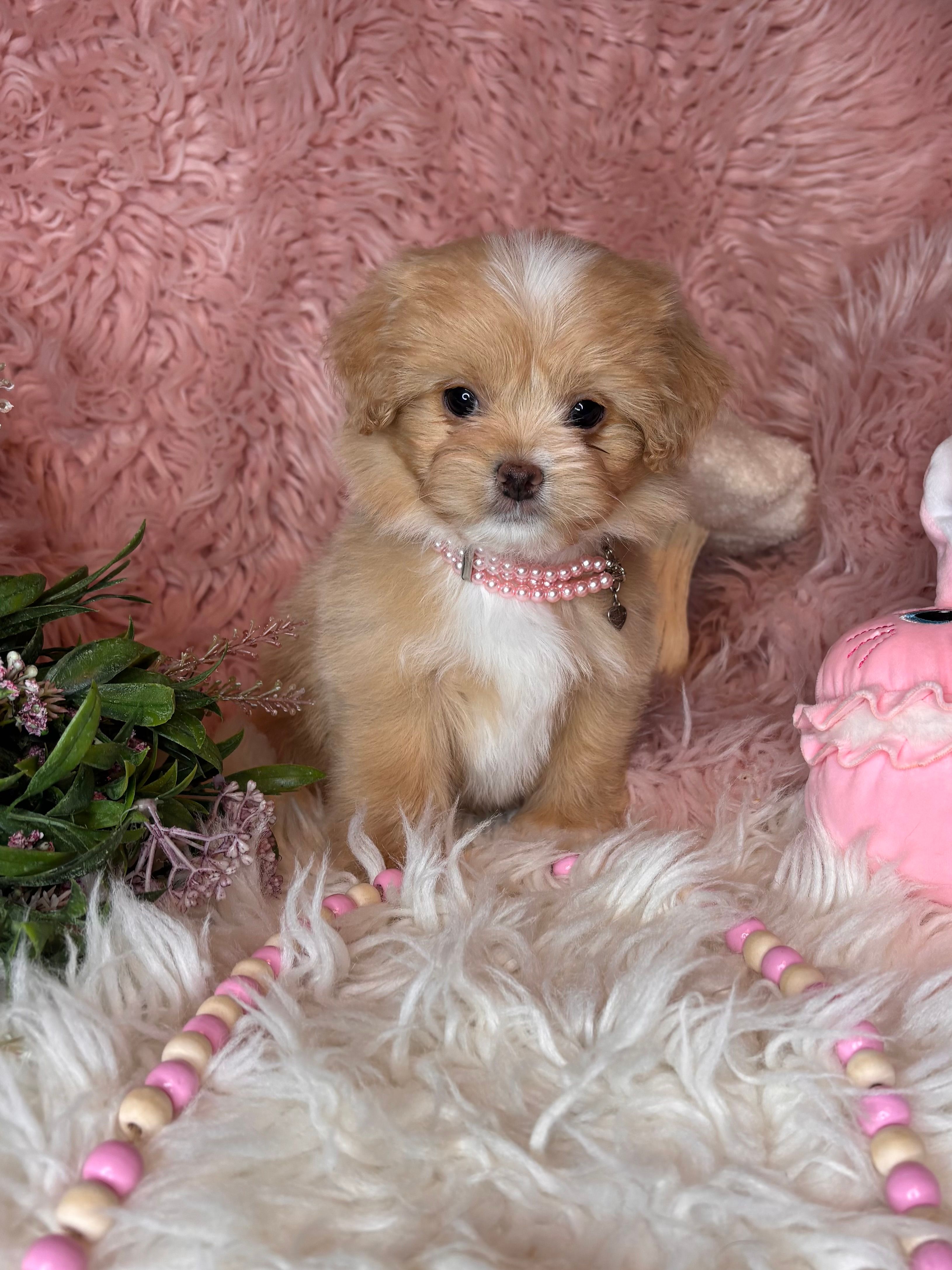 Whisper  – Pekingese, Poodle - Toy  puppy for sale in Godwin, NC