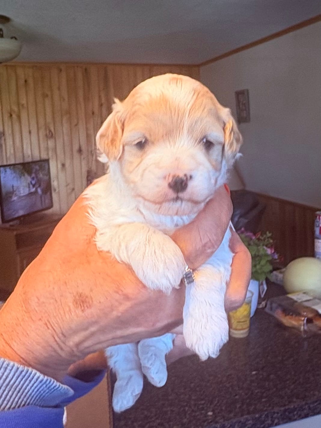 Trish  – Cavapoo puppy for sale in Mount Pleasant, MI