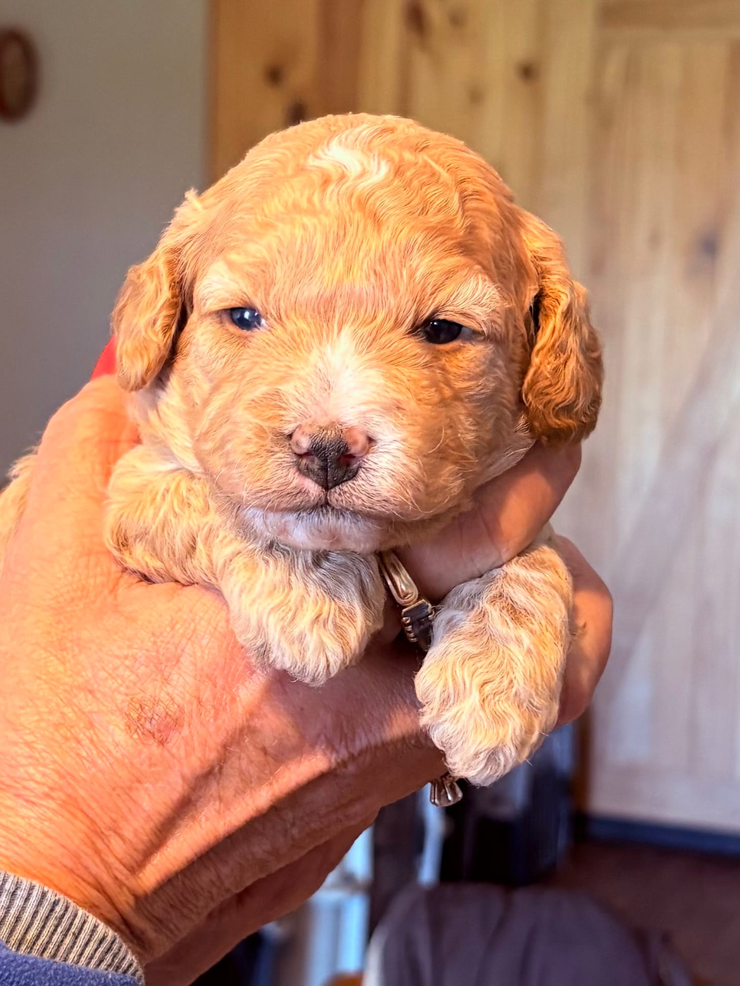 Reba  – Cavapoo puppy for sale in Mount Pleasant, MI