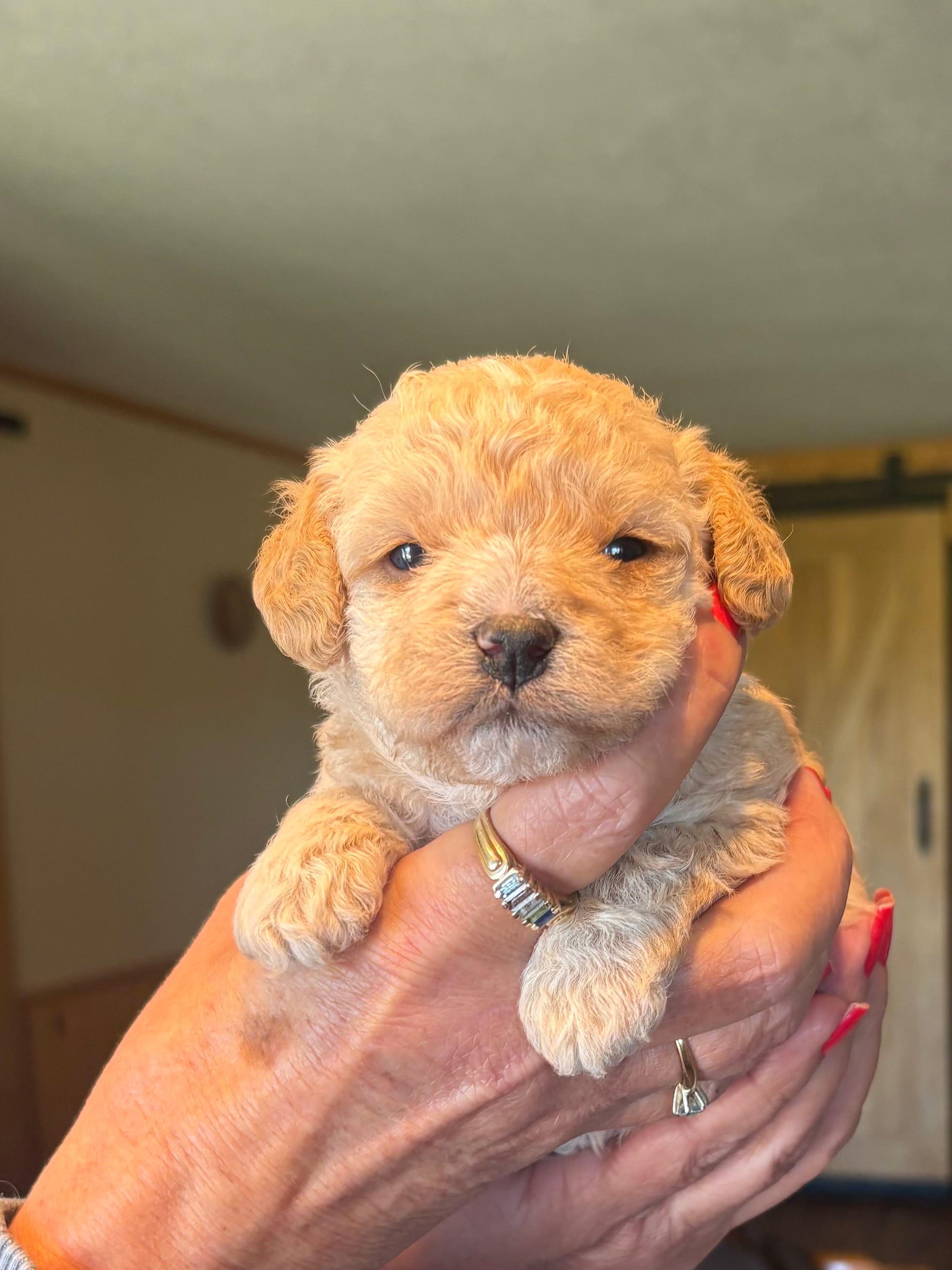 Tera  – Cavapoo puppy for sale in Mount Pleasant, MI