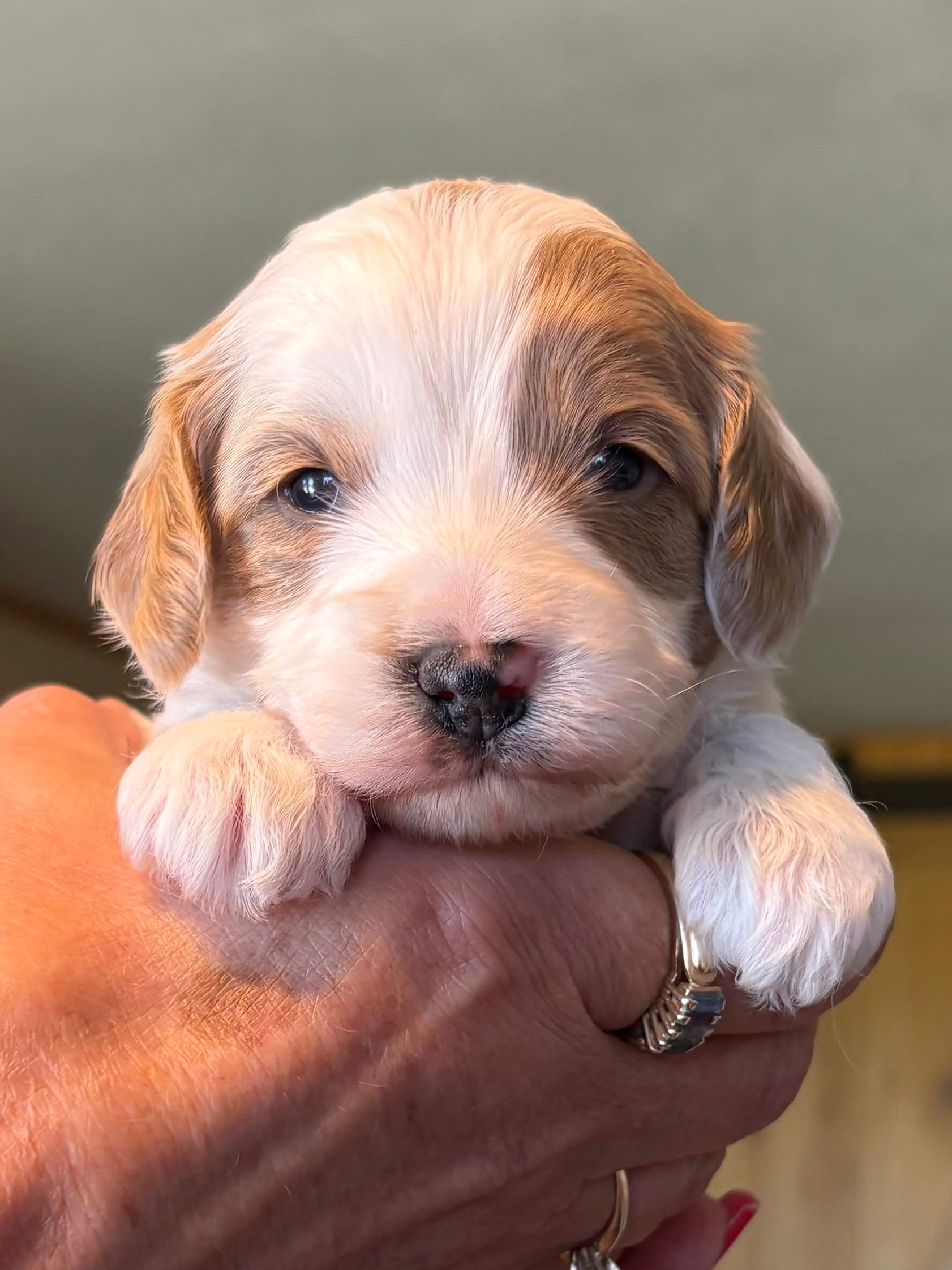 Carter  – Cavapoo puppy for sale in Mount Pleasant, MI