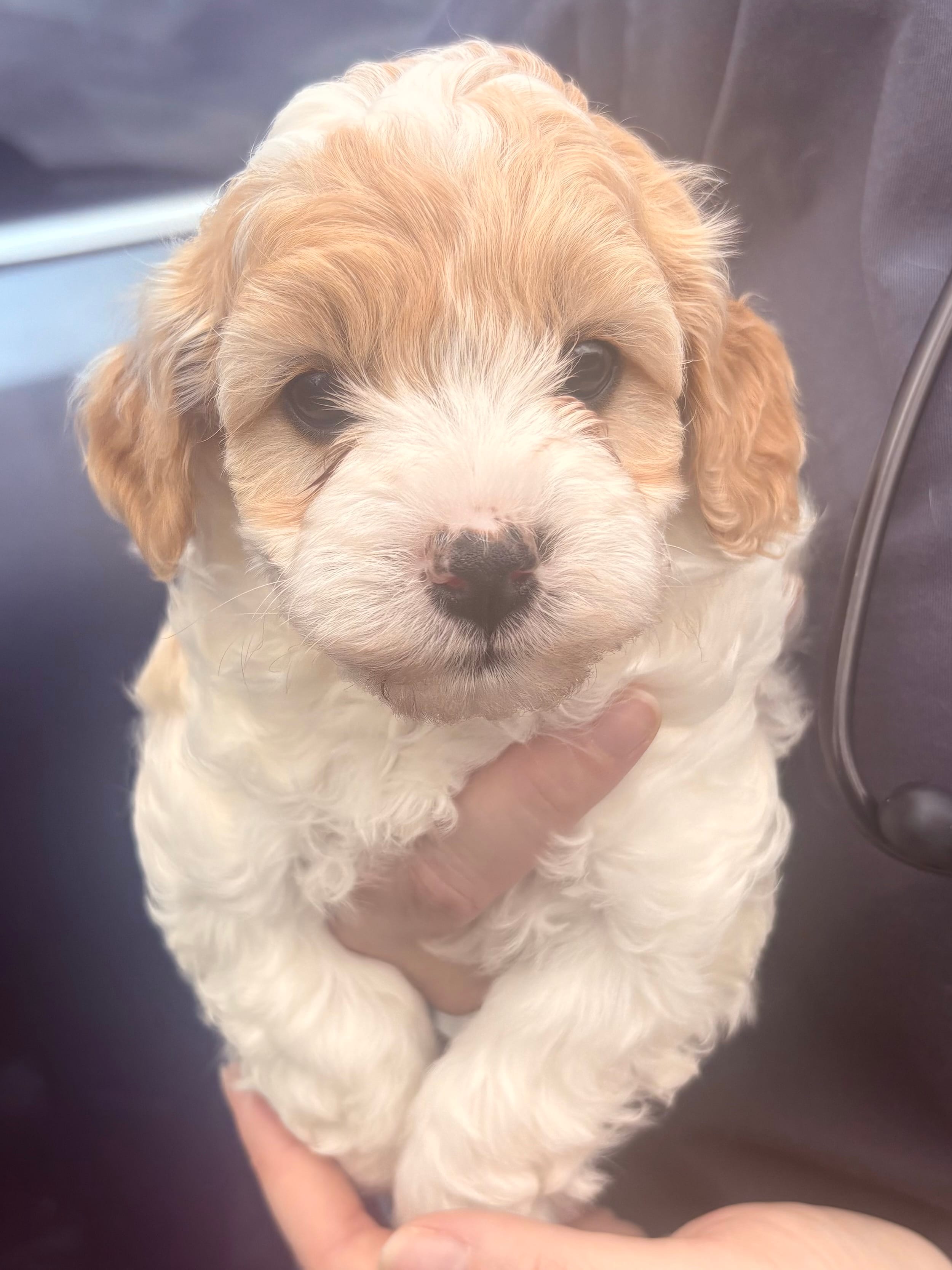 Trish – Cavapoo puppy for sale in Mount Pleasant, MI