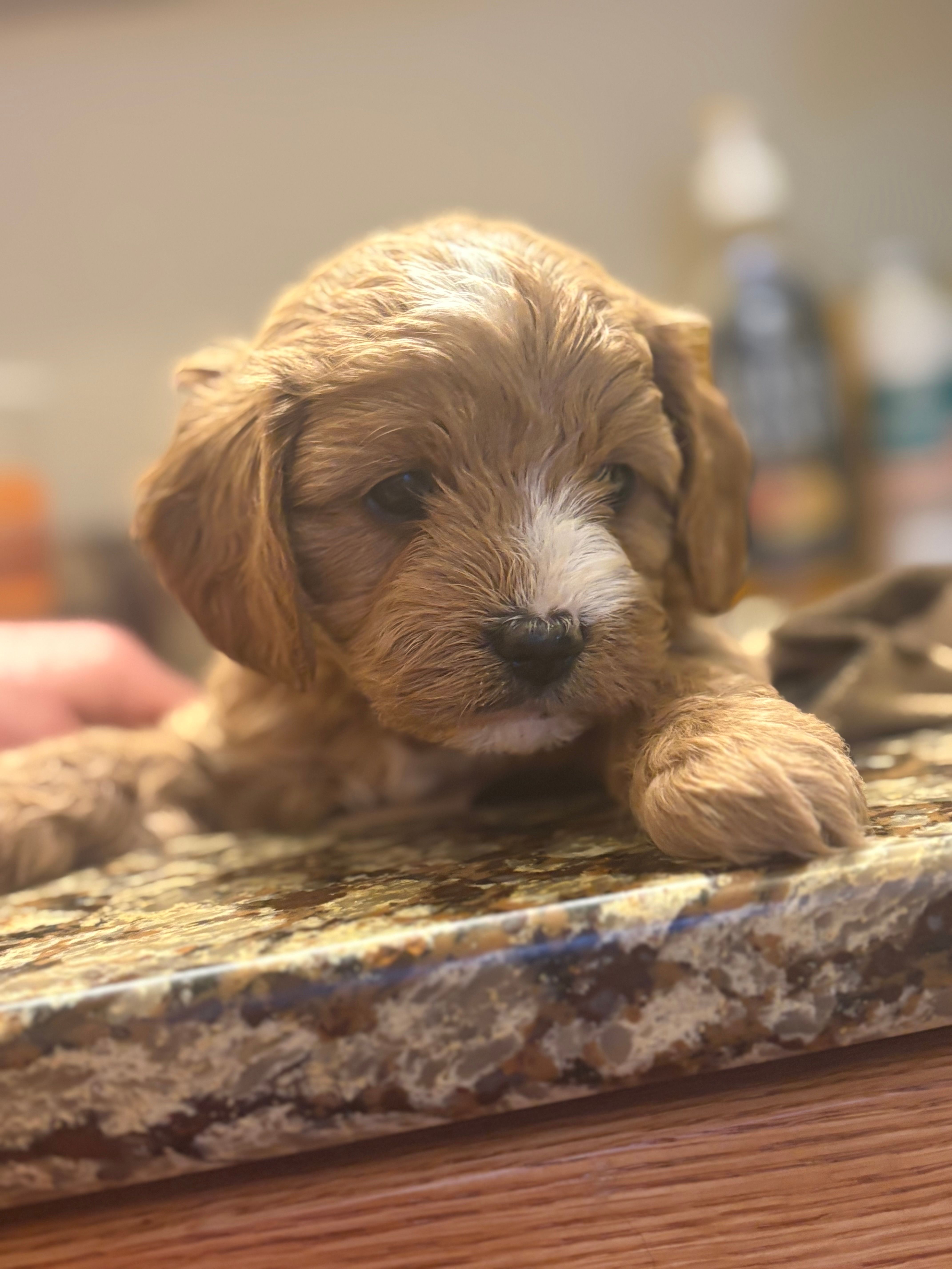 Alex  – Cavapoo puppy for sale in Mount Pleasant, MI
