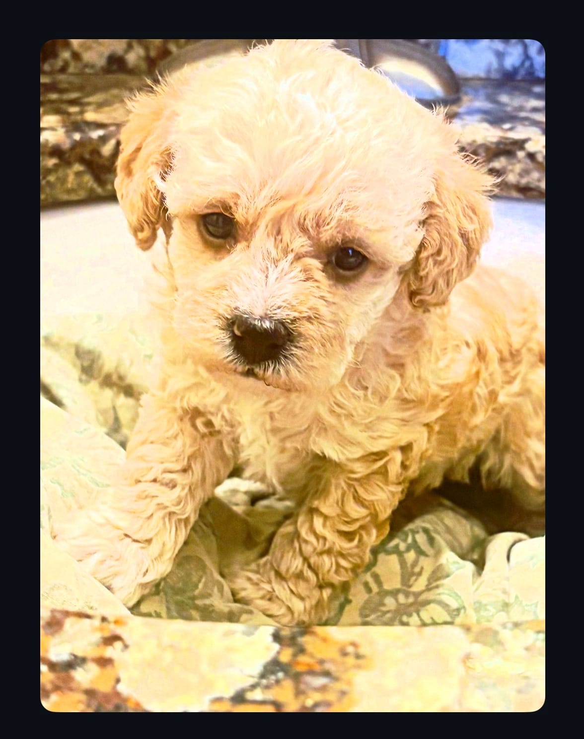 Tera  – Cavapoo puppy for sale in Mount Pleasant, MI