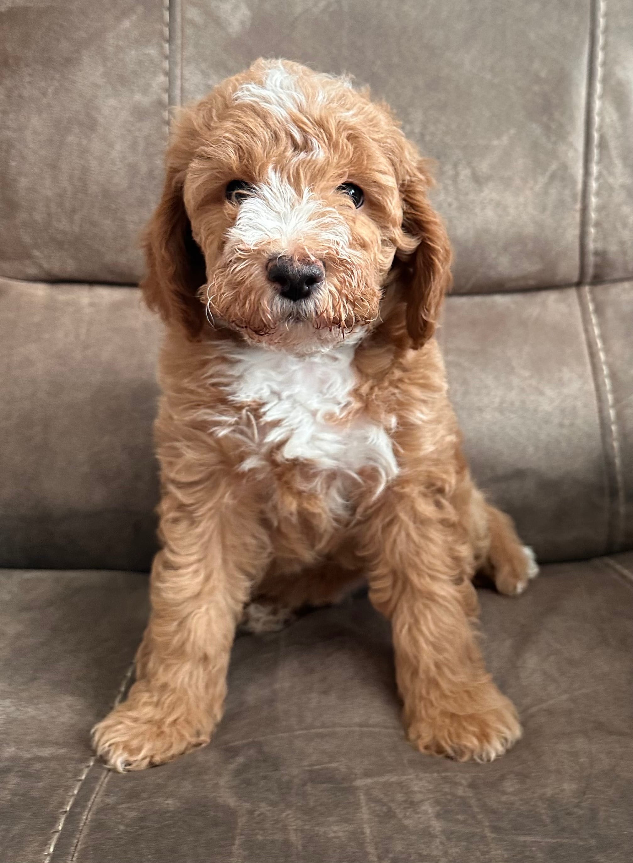 Iron Man – Miniature Goldendoodle puppy for sale in Asheboro, NC