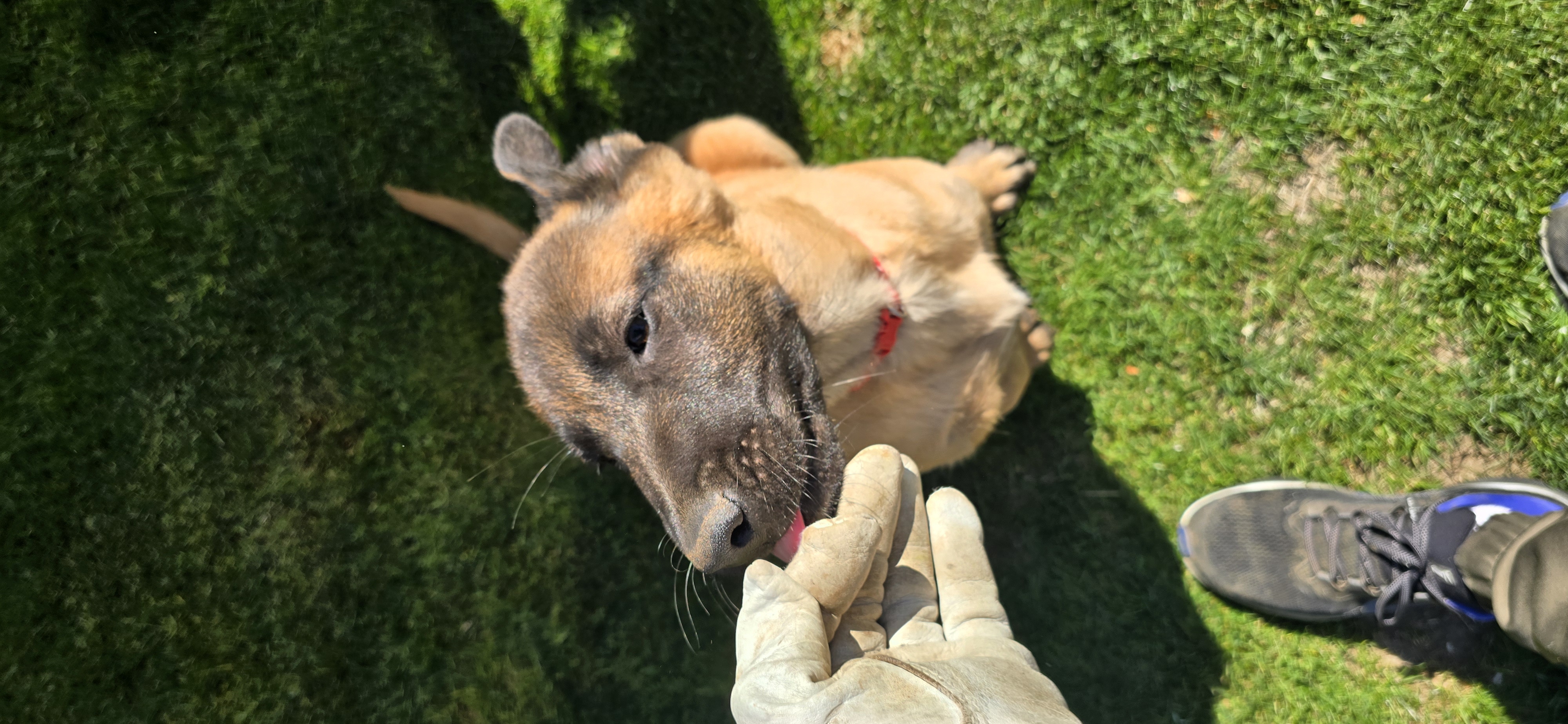 Red male – Belgian Malinois puppy for sale in Shafter, CA