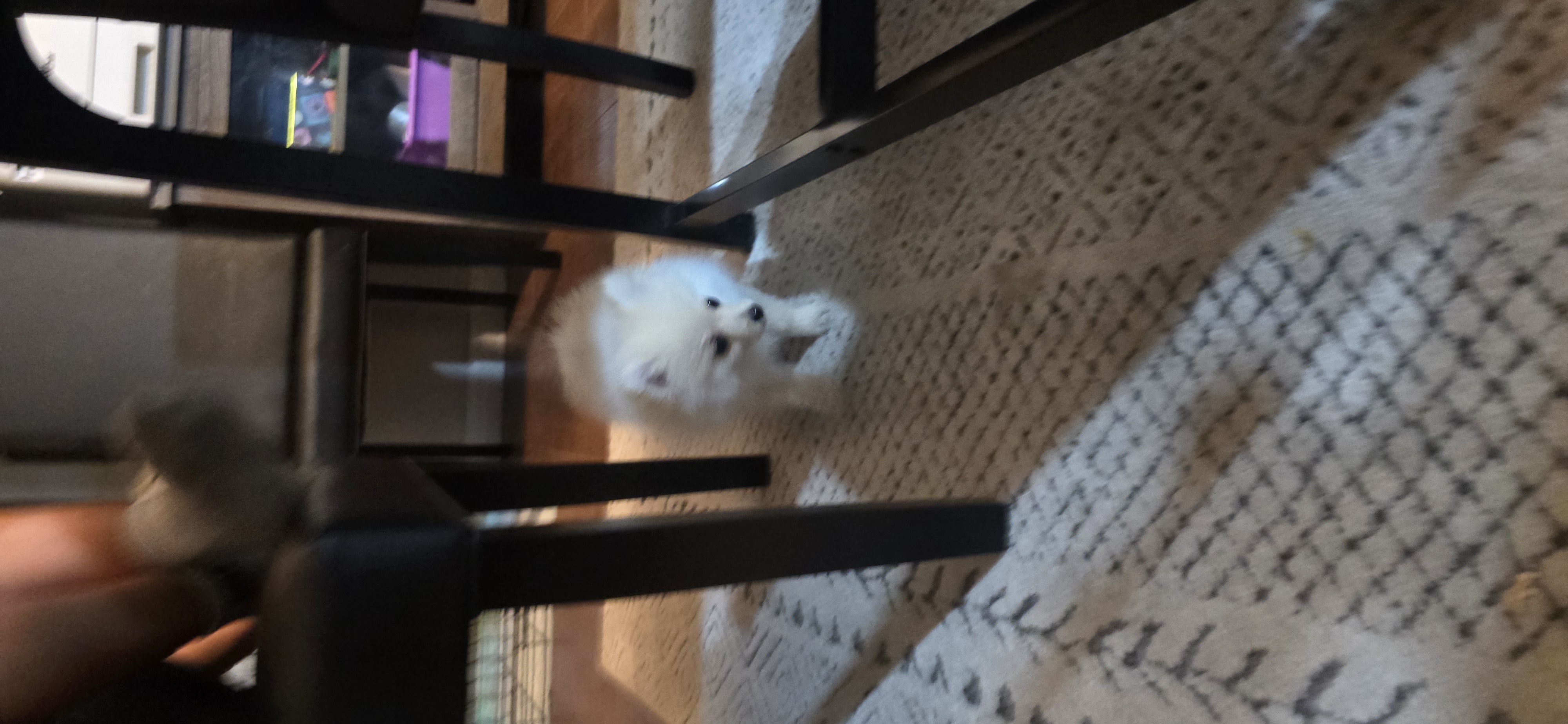 Male 1 – Pomeranian puppy for sale in Shafter, CA