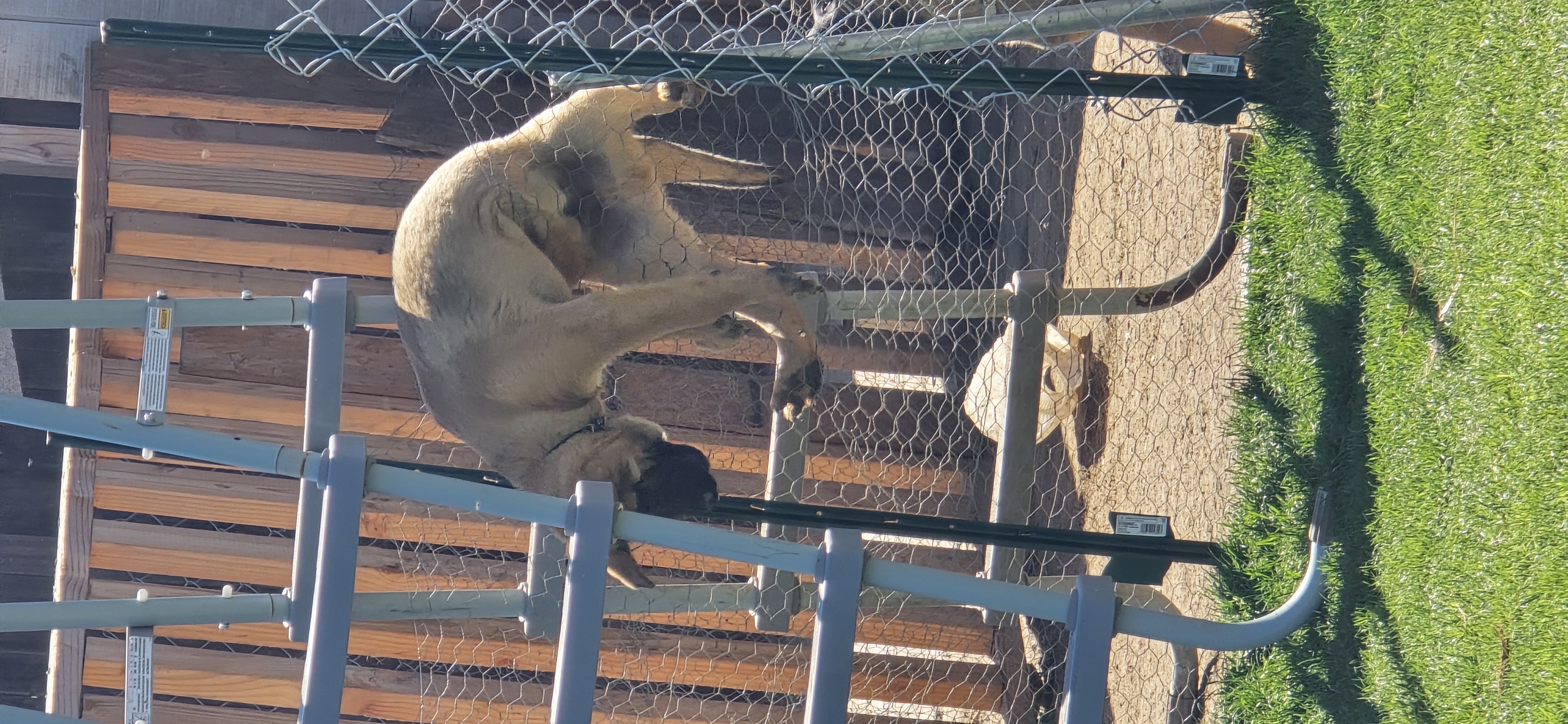 Black male – Belgian Malinois puppy for sale in Shafter, CA