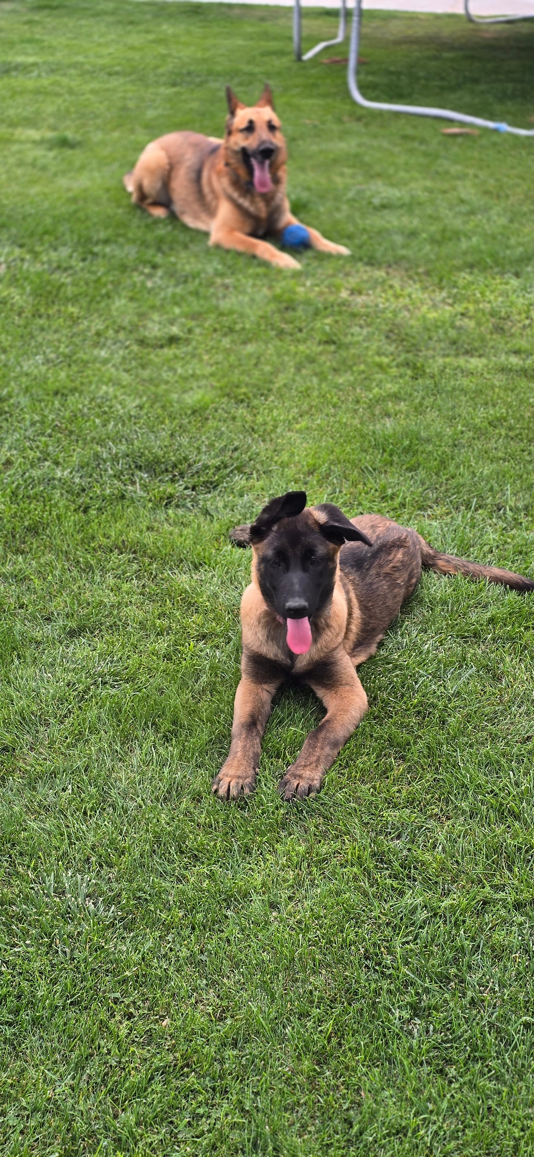 Purple Female – Belgian Malinois puppy for sale in Shafter, CA