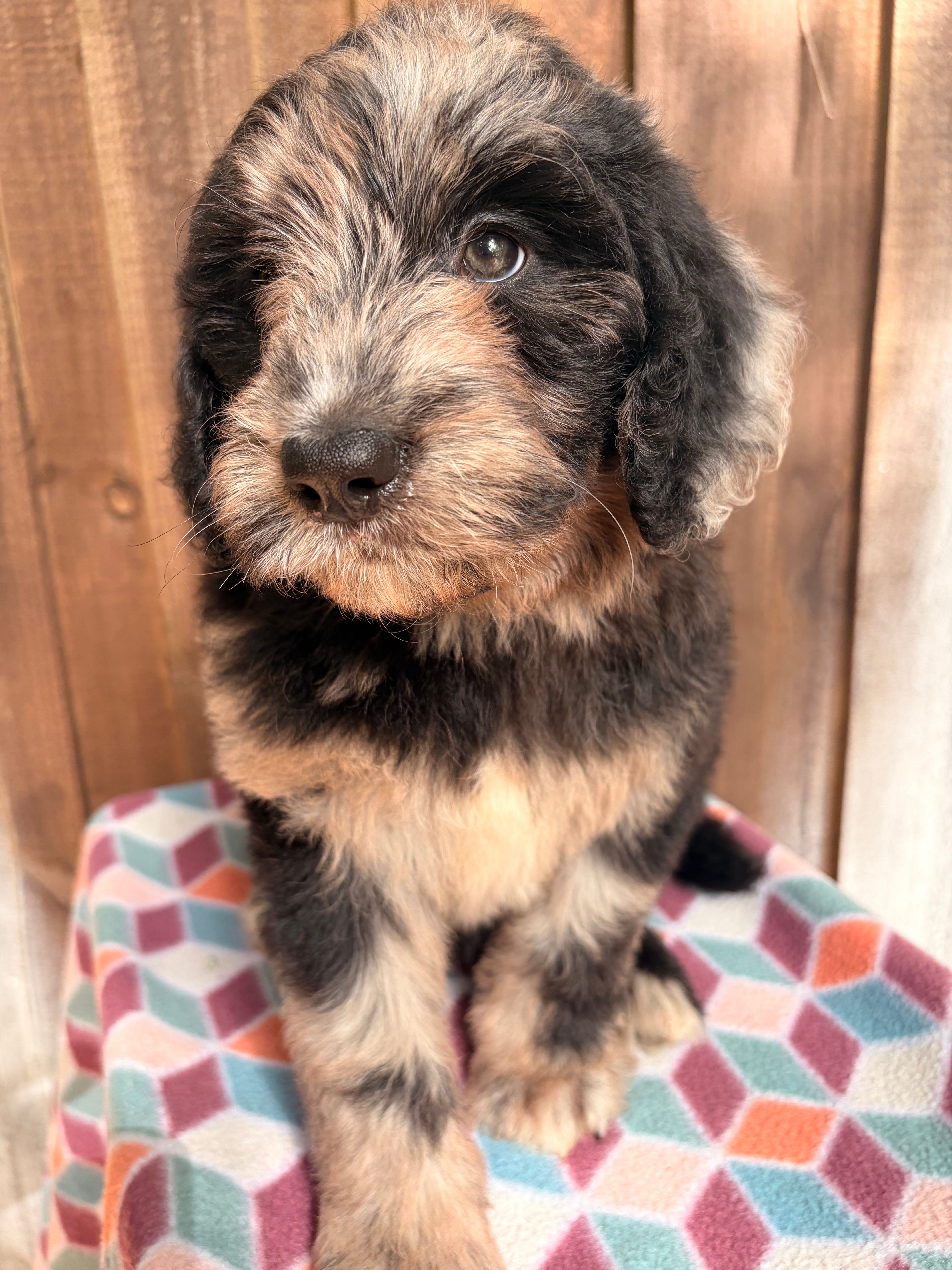 Bruno – Bernedoodle puppy for sale in Orlando, FL