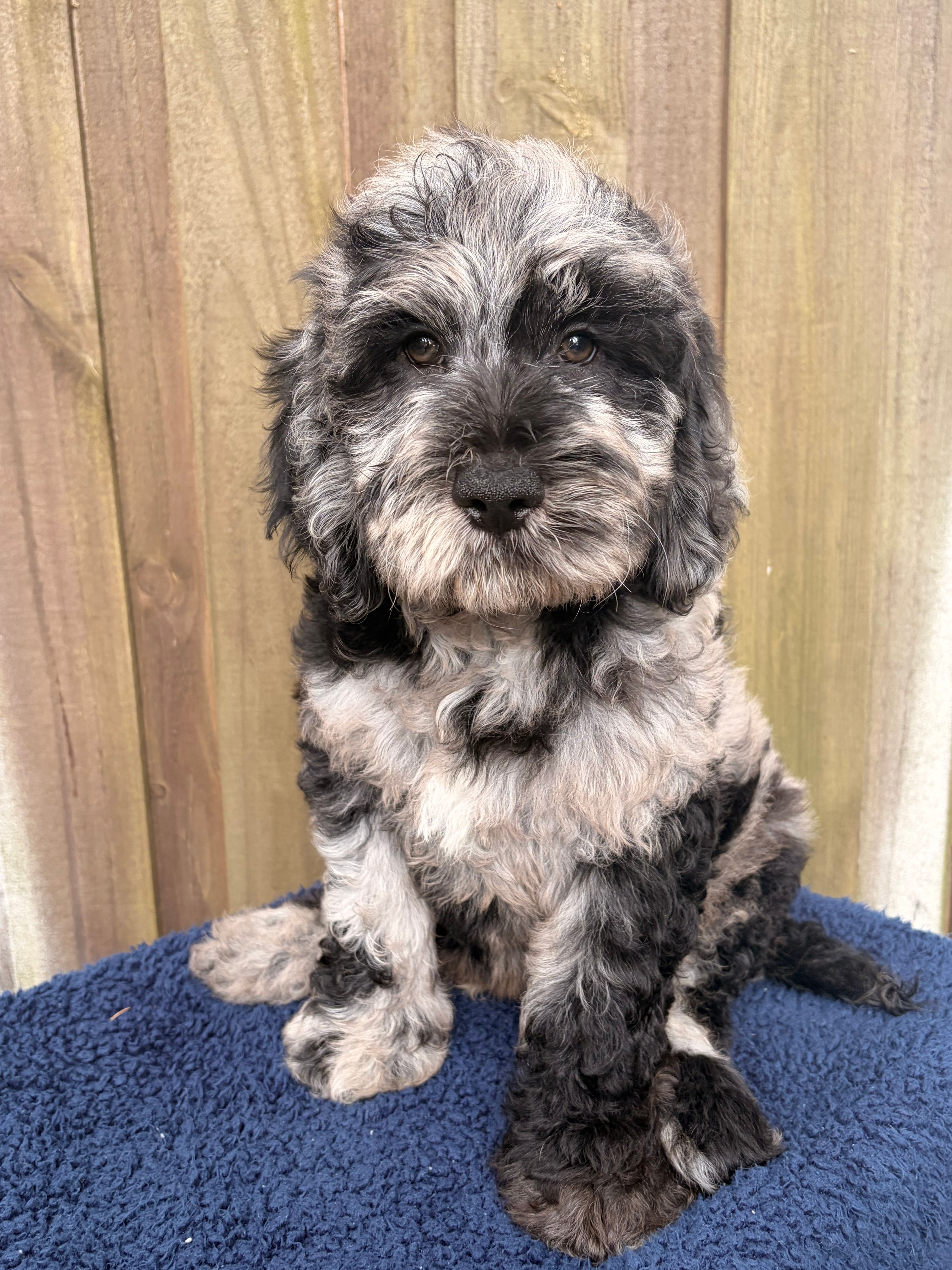 Smokey – Goldendoodle puppy for sale in Orlando, FL