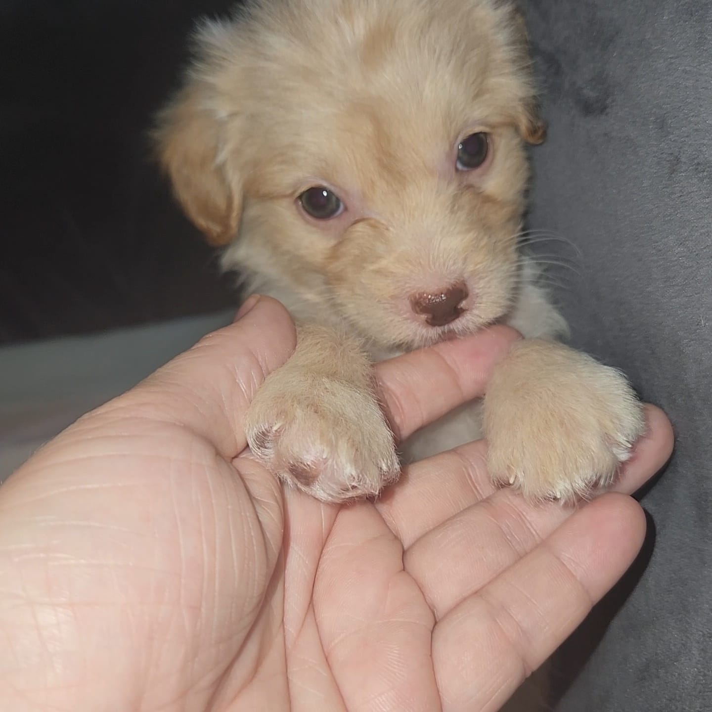 Blondie girl – Chipoo puppy for sale in Austin, TX