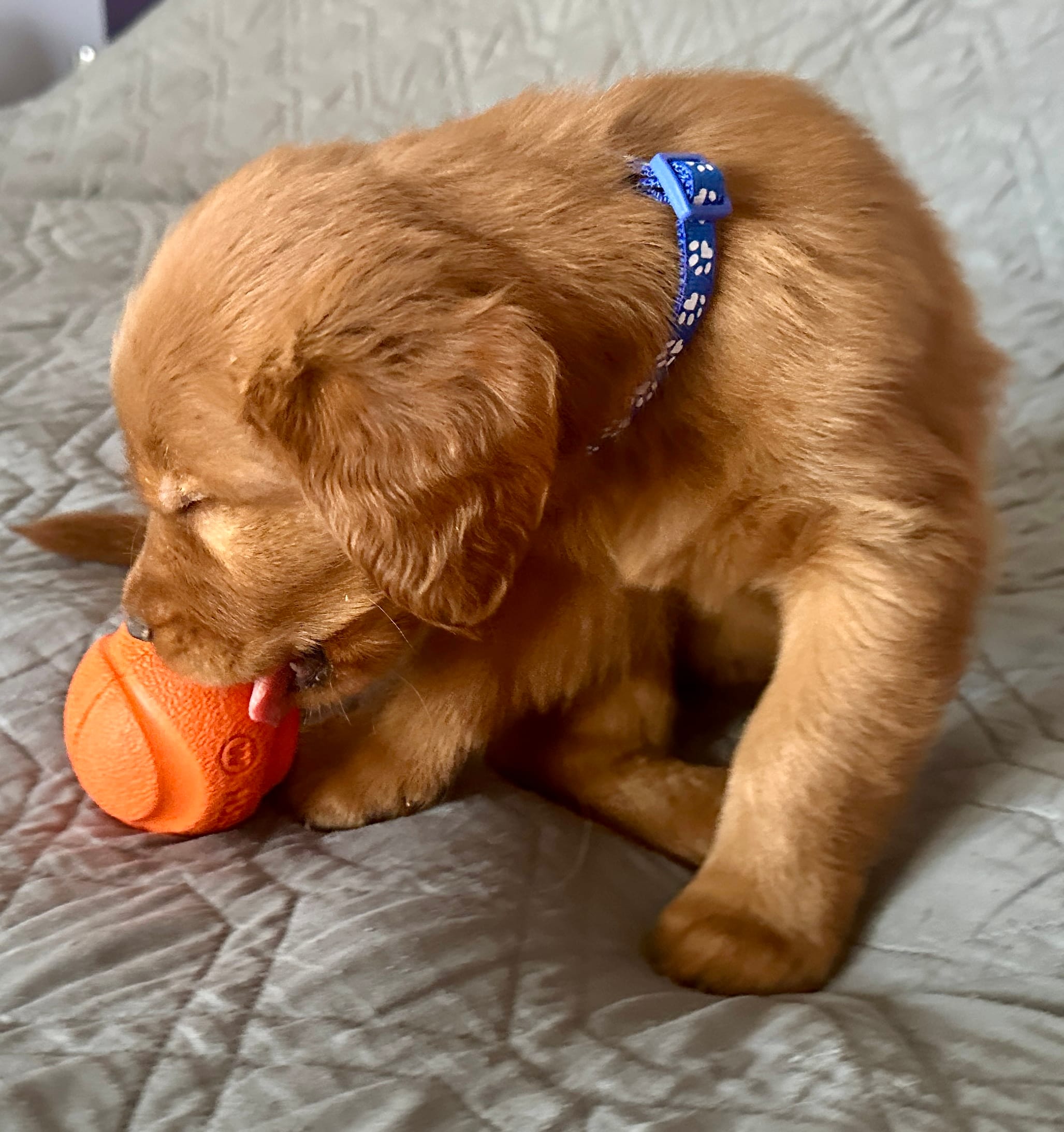 Ella – Golden Retriever puppy for sale in Stony Point, NC