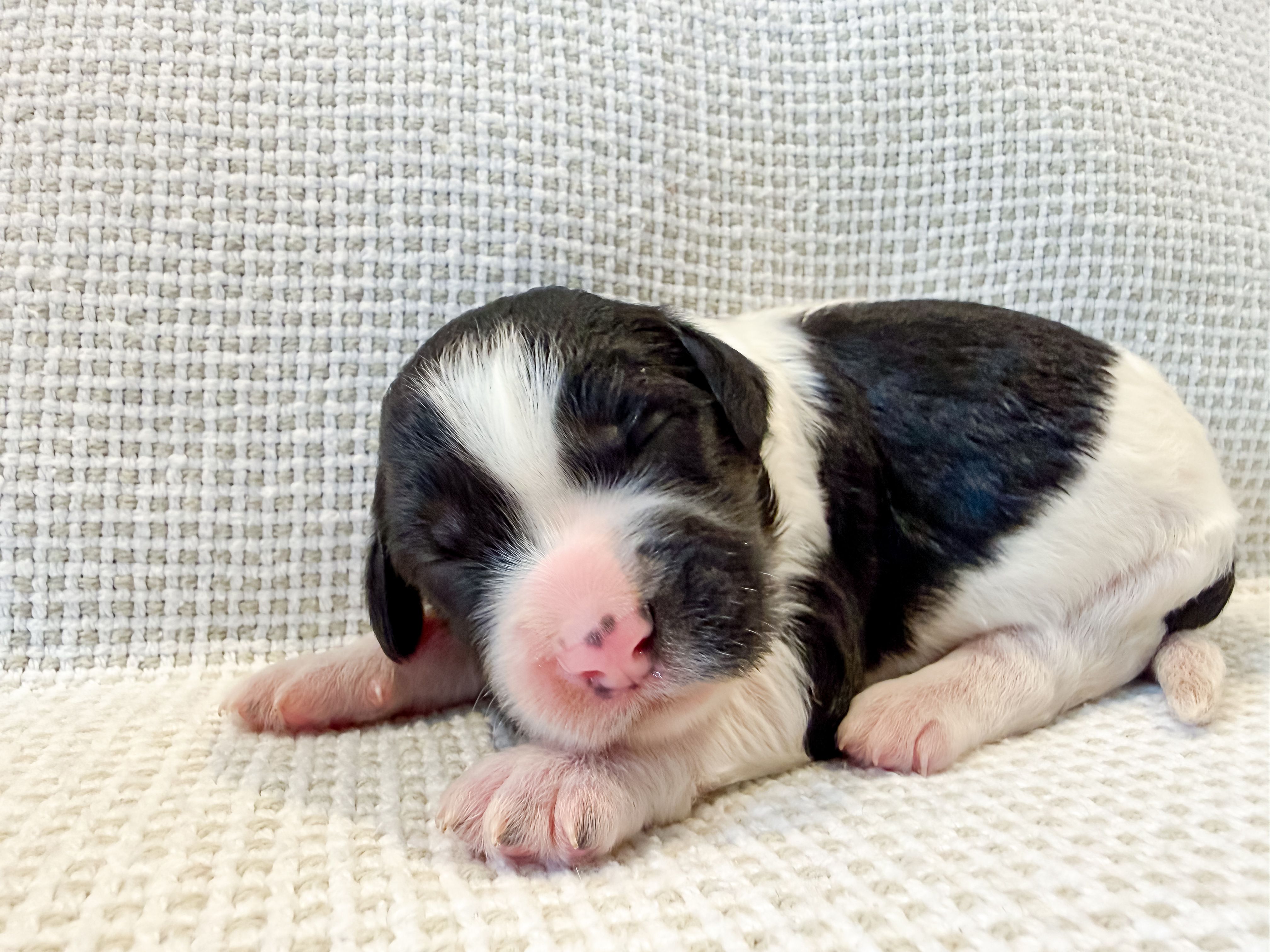 Po, a male Miniature Aussiedoodle for sale in Tulsa, OK – Photo 5 of 9