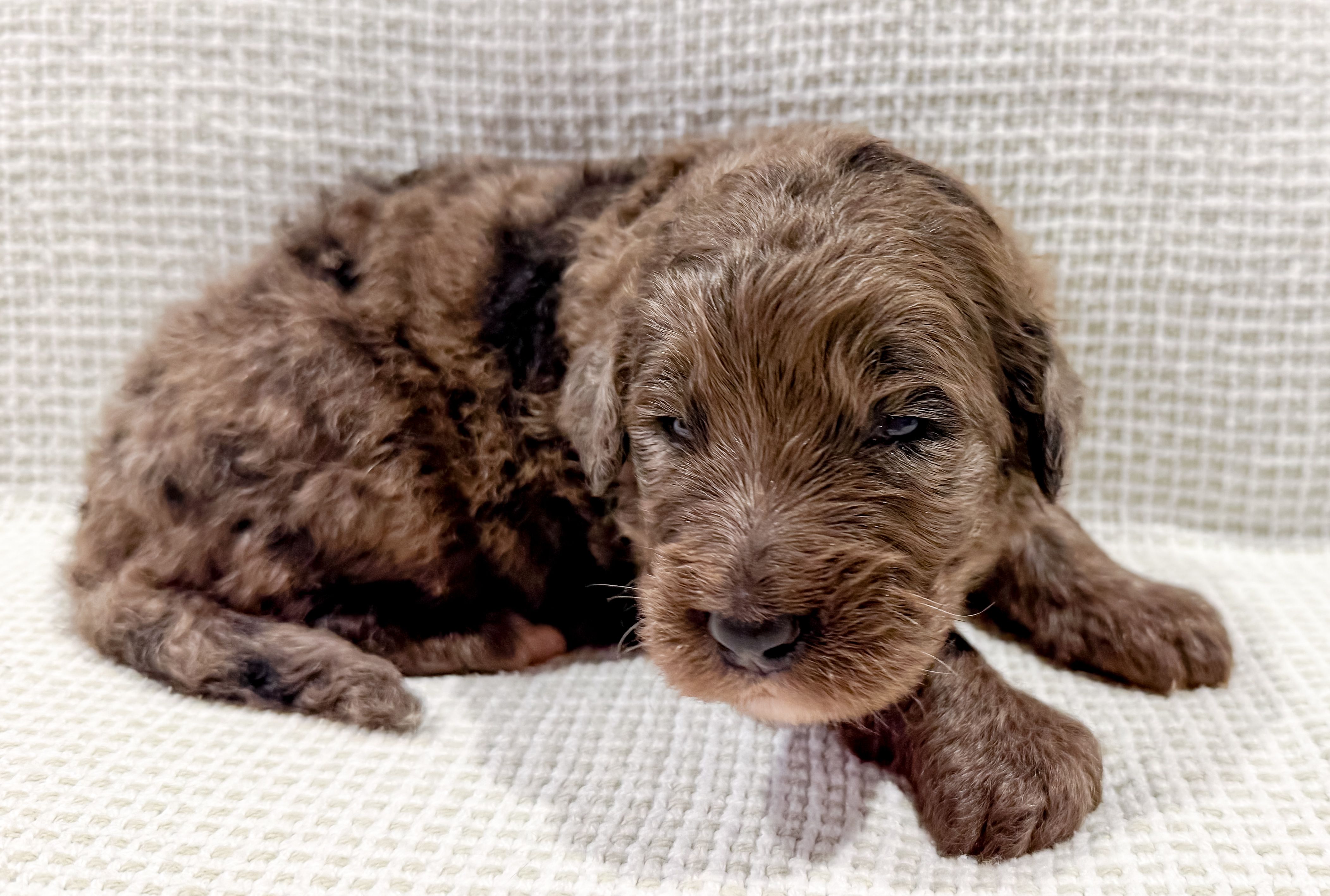 Toby – Bernedoodle puppy for sale in Tulsa, OK