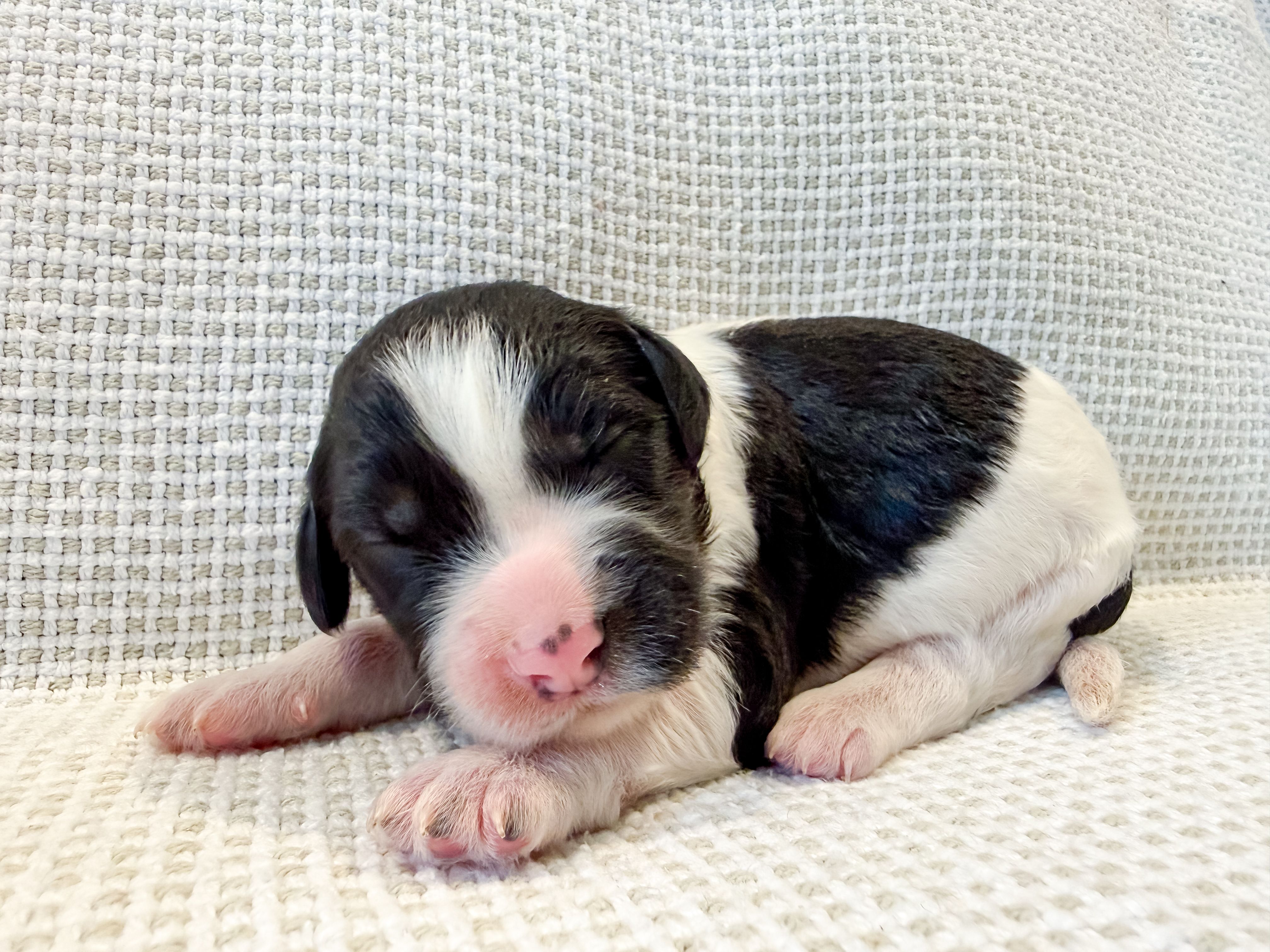 Po, a male Miniature Aussiedoodle for sale in Tulsa, OK – Photo 6 of 9