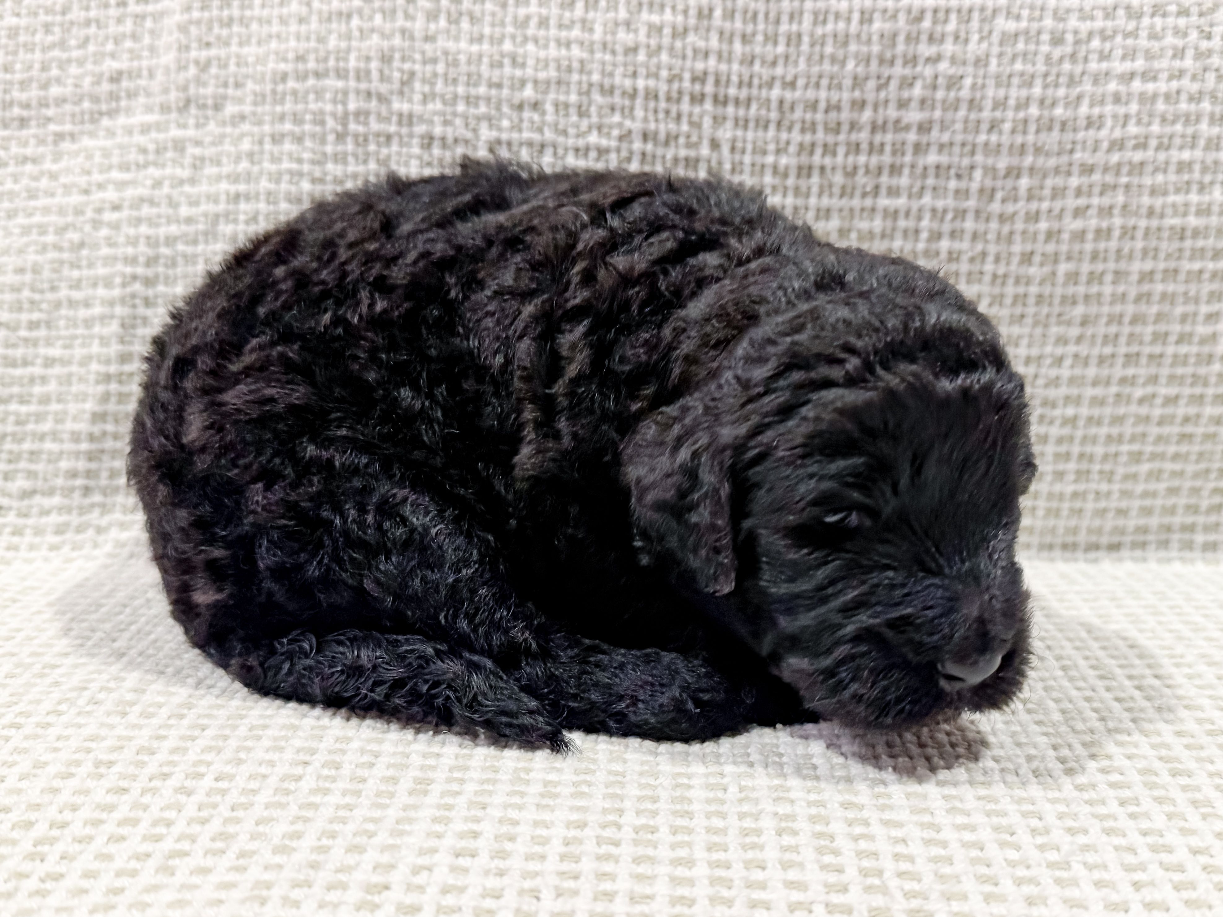 Maya – Bernedoodle puppy for sale in Tulsa, OK