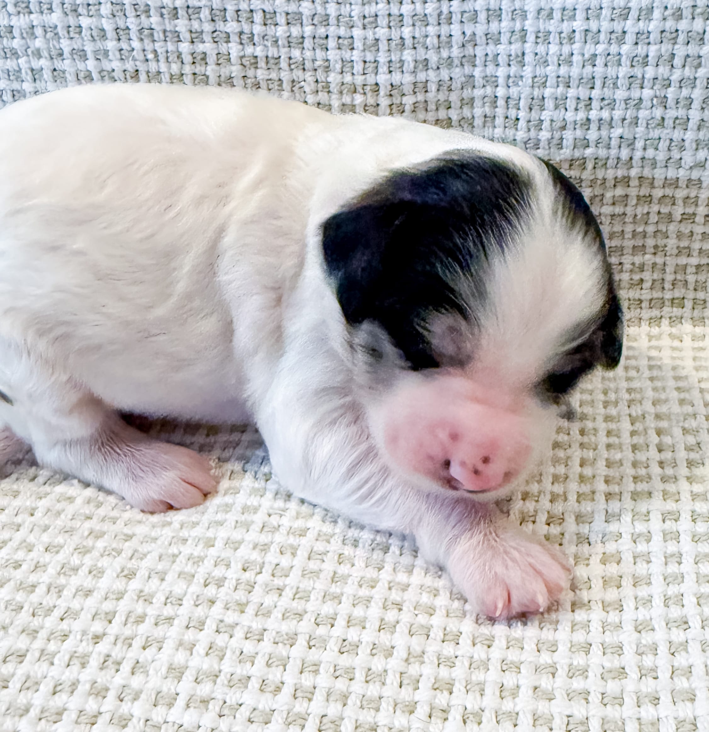 Vera – Miniature Aussiedoodle puppy for sale in Tulsa, OK